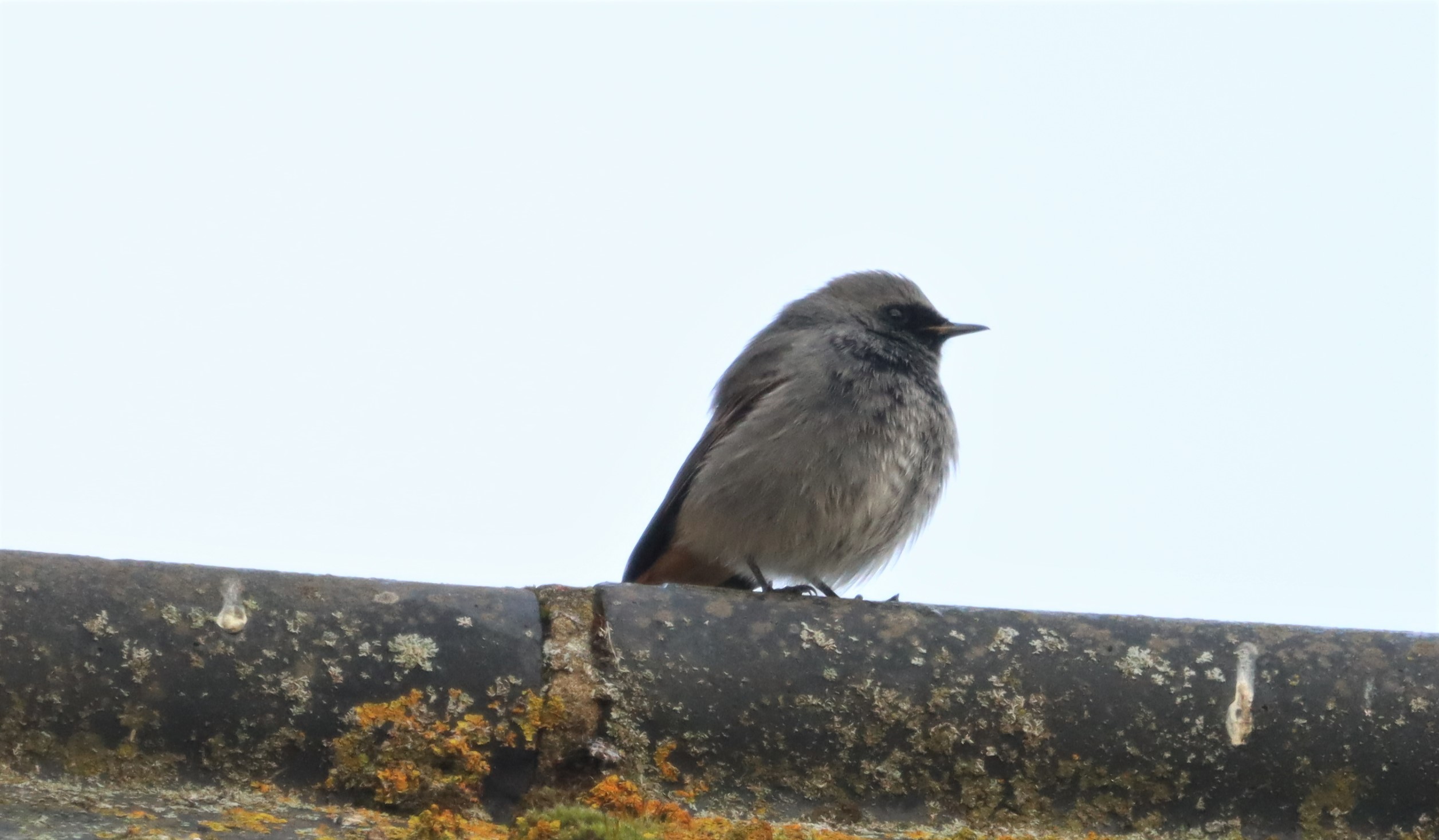 Black Redstart - 15-12-2021