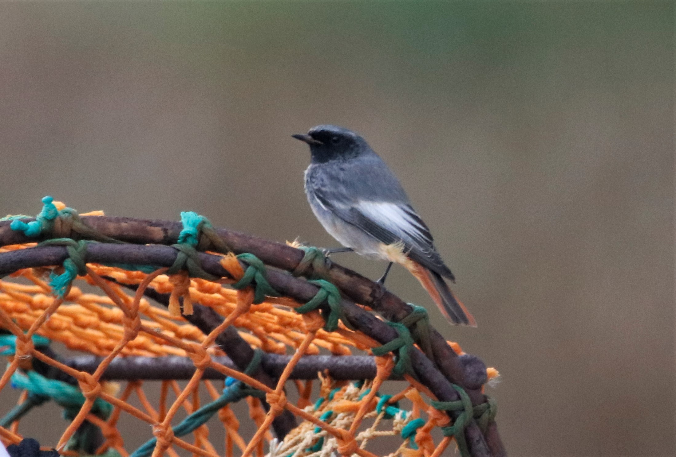 Black Redstart - 29-10-2021