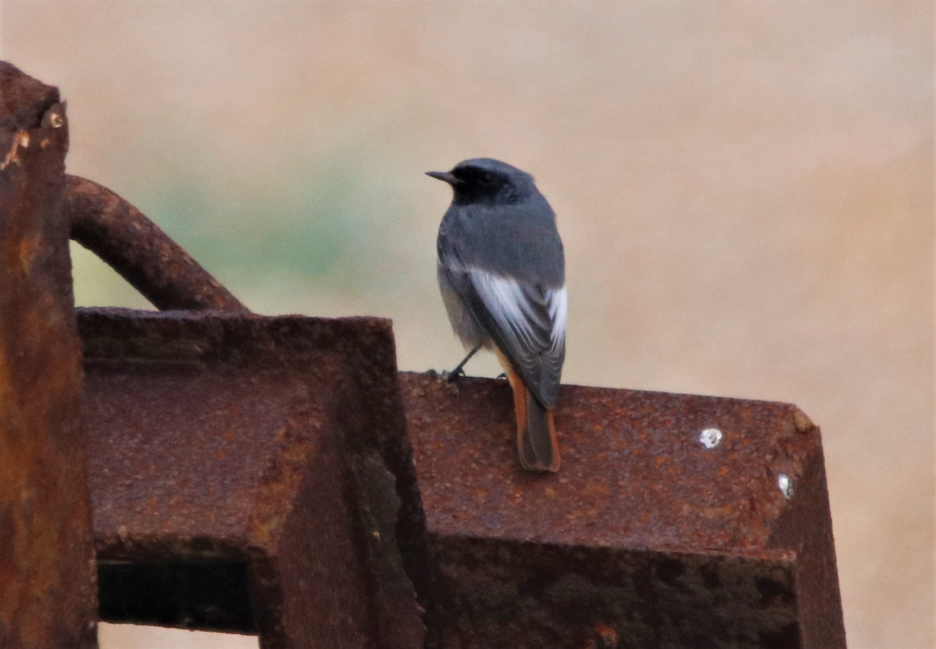 Black Redstart - 29-10-2021