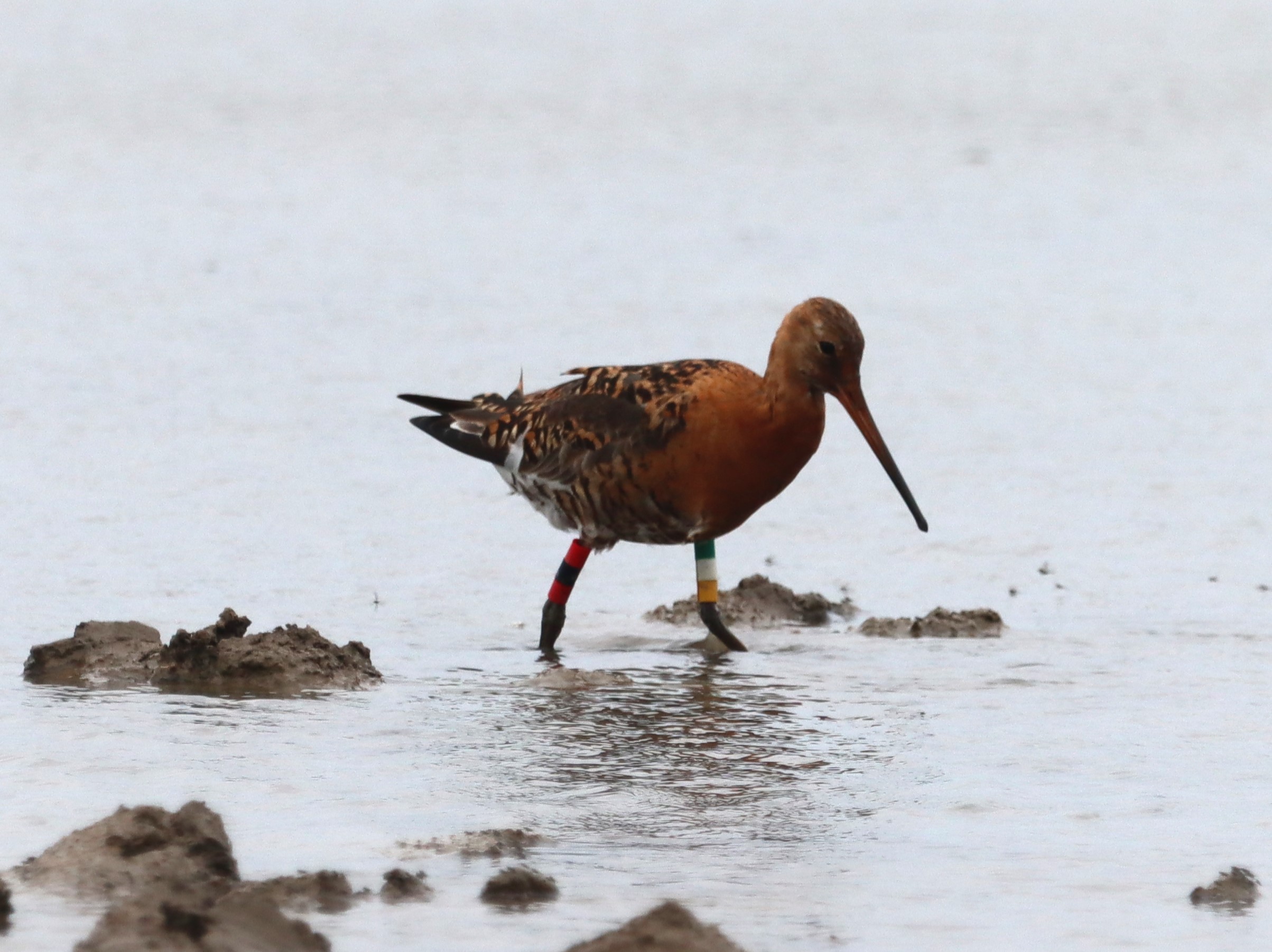 Black-tailed Godwit (Icelandic) - 01-08-2023