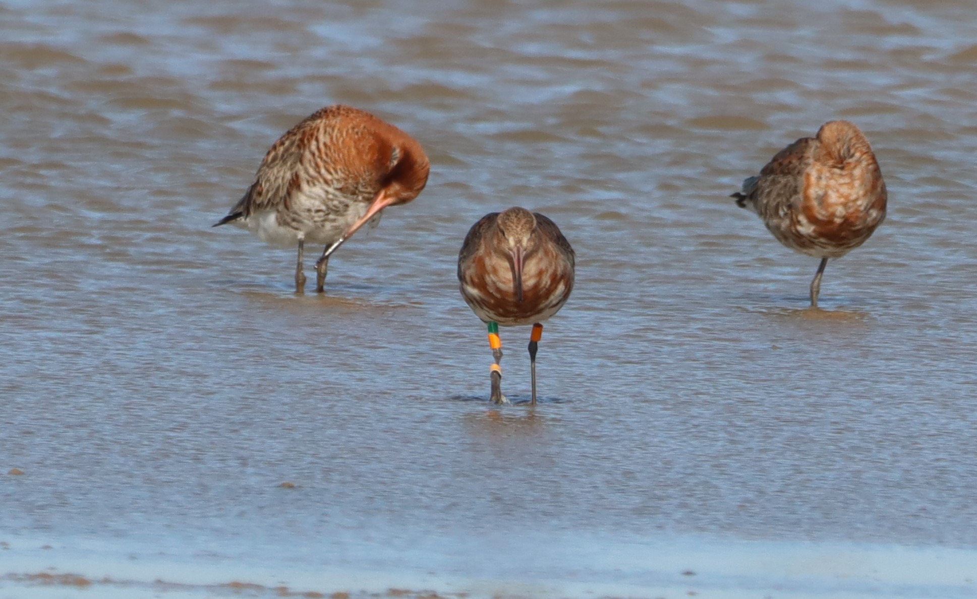 Black-tailed Godwit (Icelandic) - 17-03-2026
