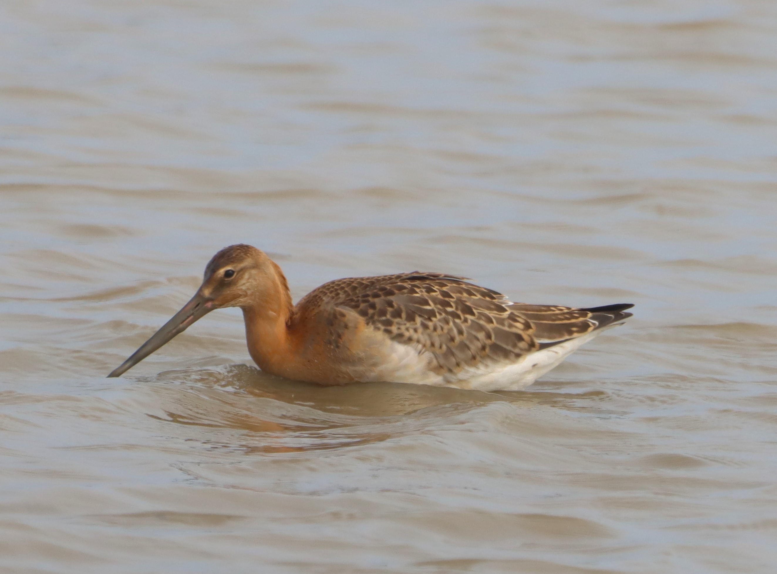 Black-tailed Godwit (Icelandic) - 19-08-2025