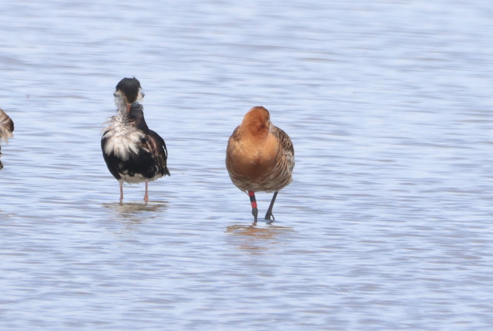 Black-tailed Godwit (Icelandic) - 27-06-2026