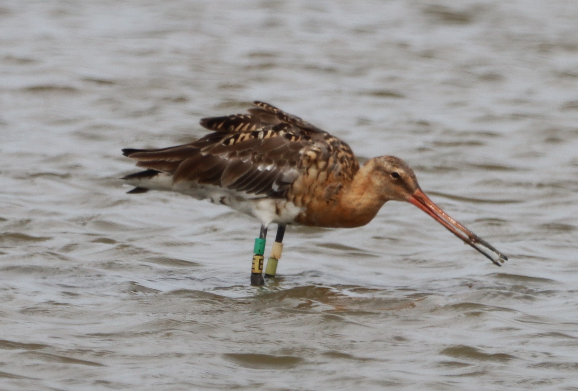 Black-tailed Godwit (European) - 18-06-2023