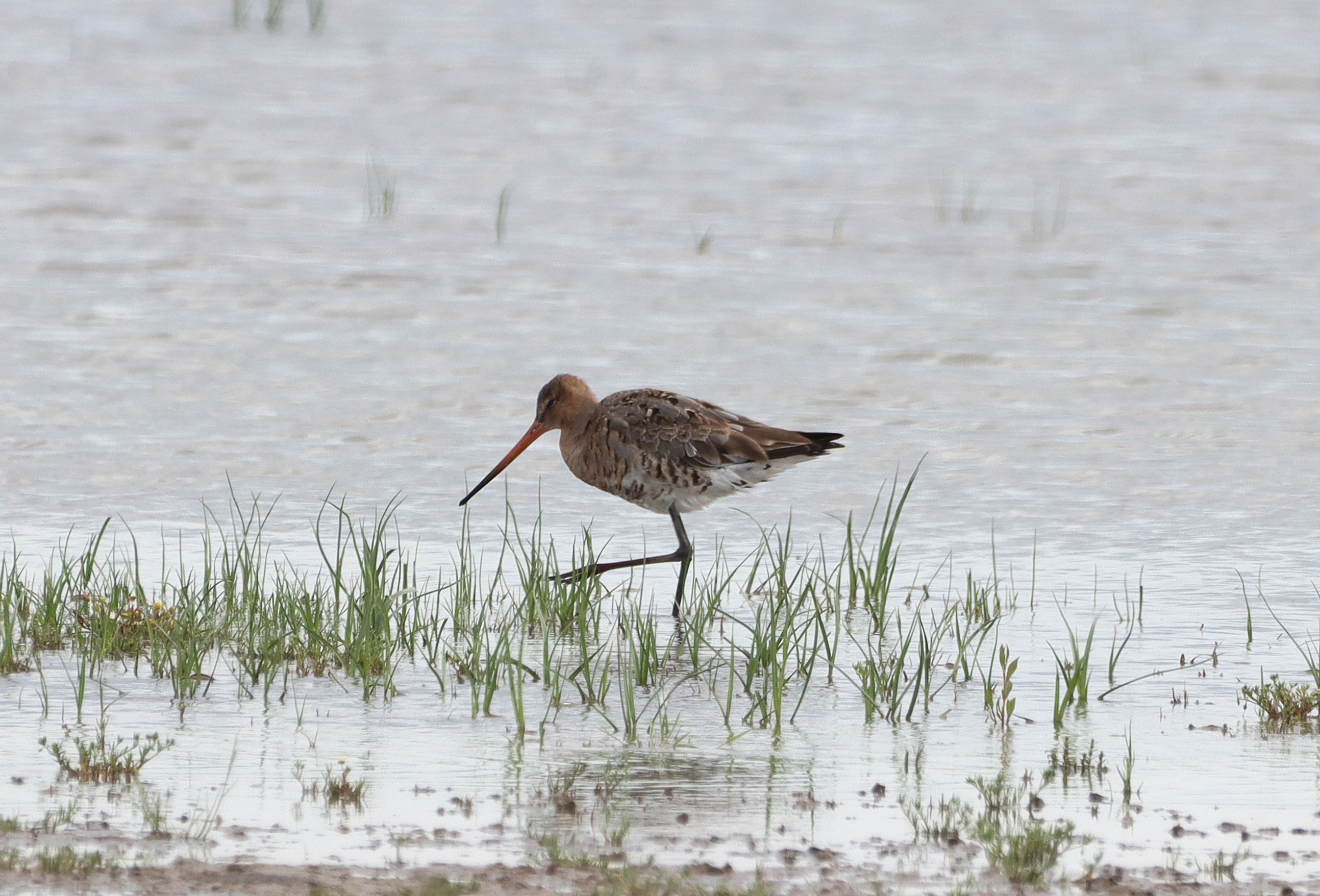 Black-tailed Godwit (European) - 26-06-2025