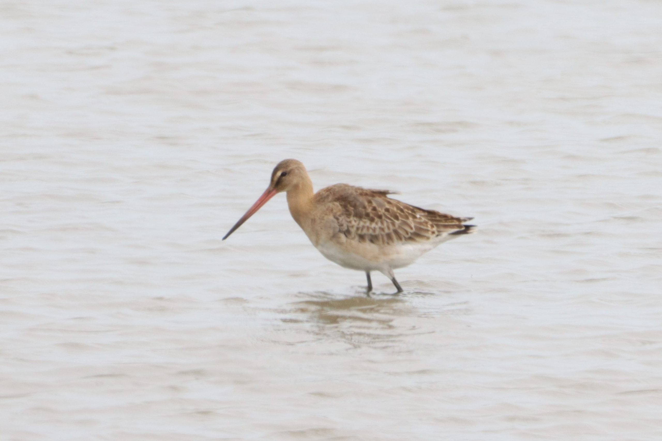Black-tailed Godwit (European) - 15-08-2026