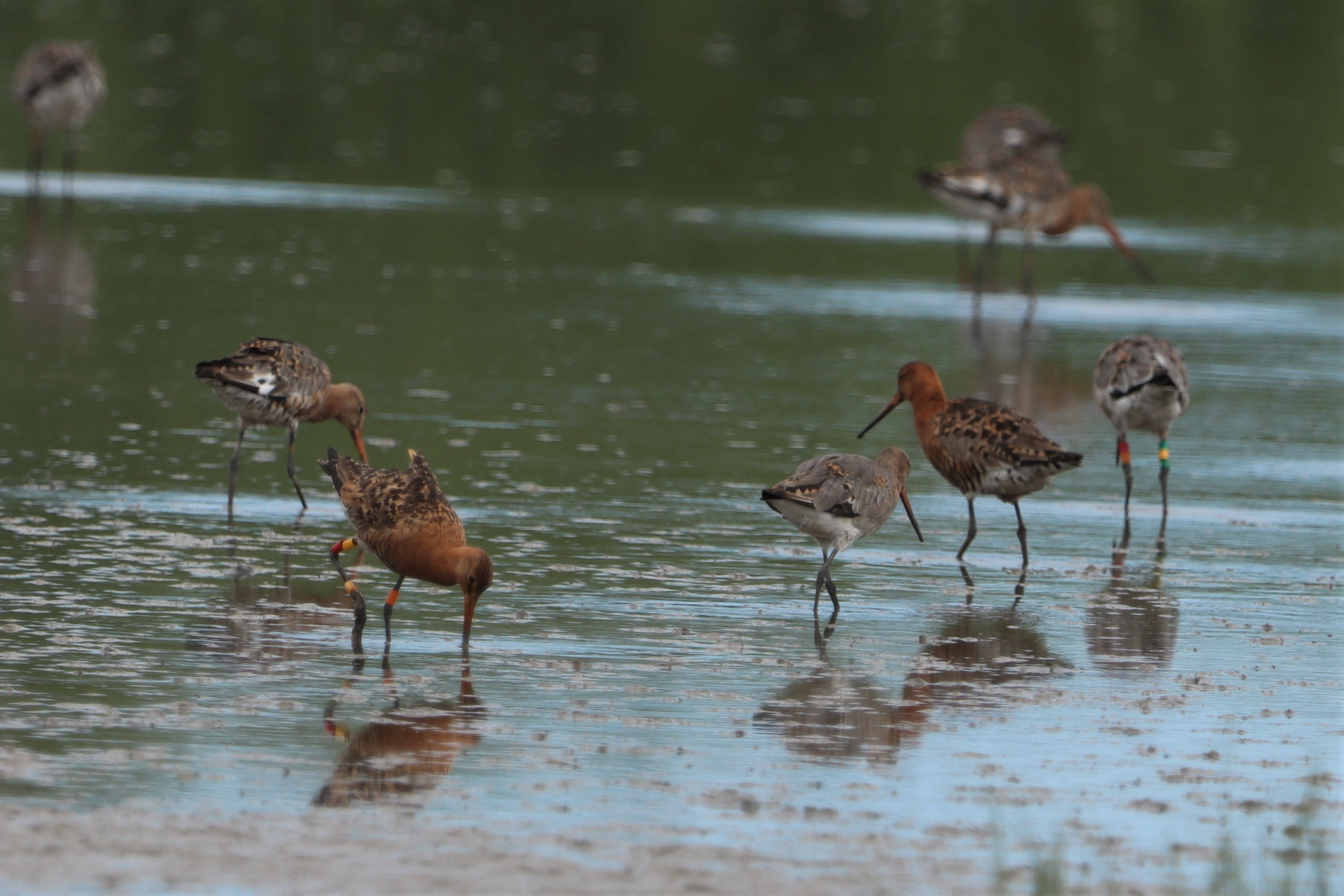 Black-tailed Godwit (Icelandic) - 01-08-2021