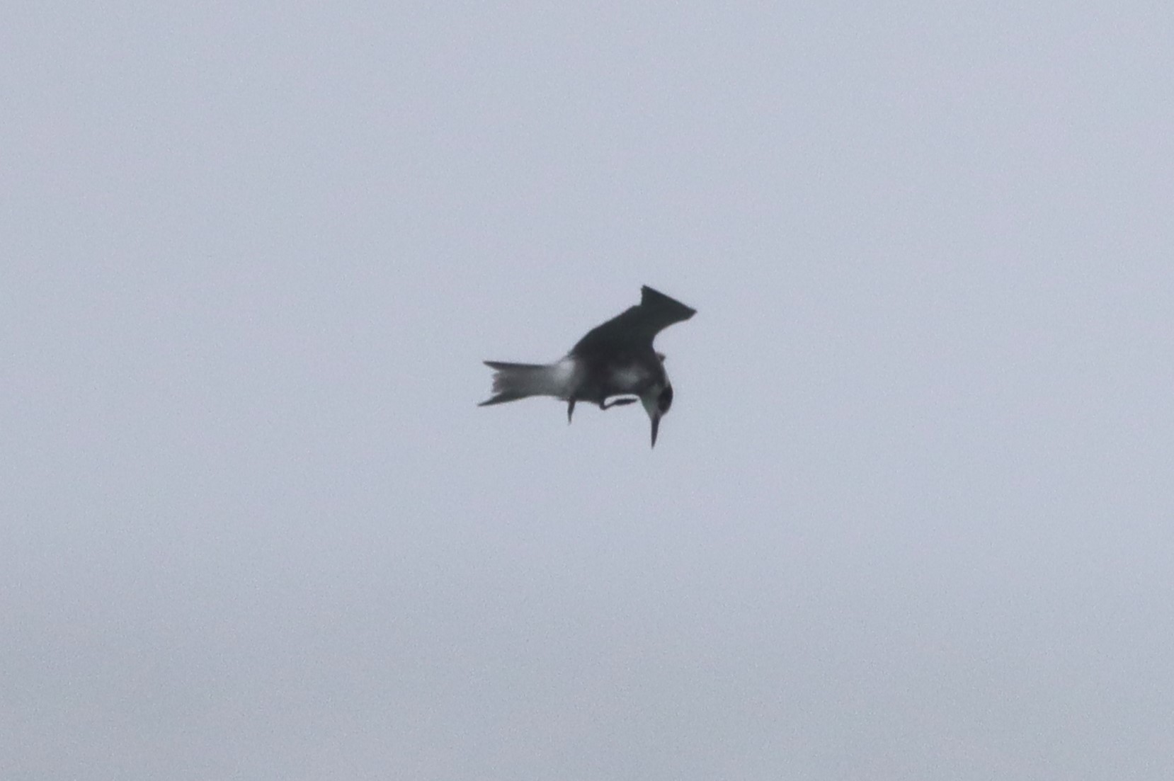 Black Tern - 02-08-2023