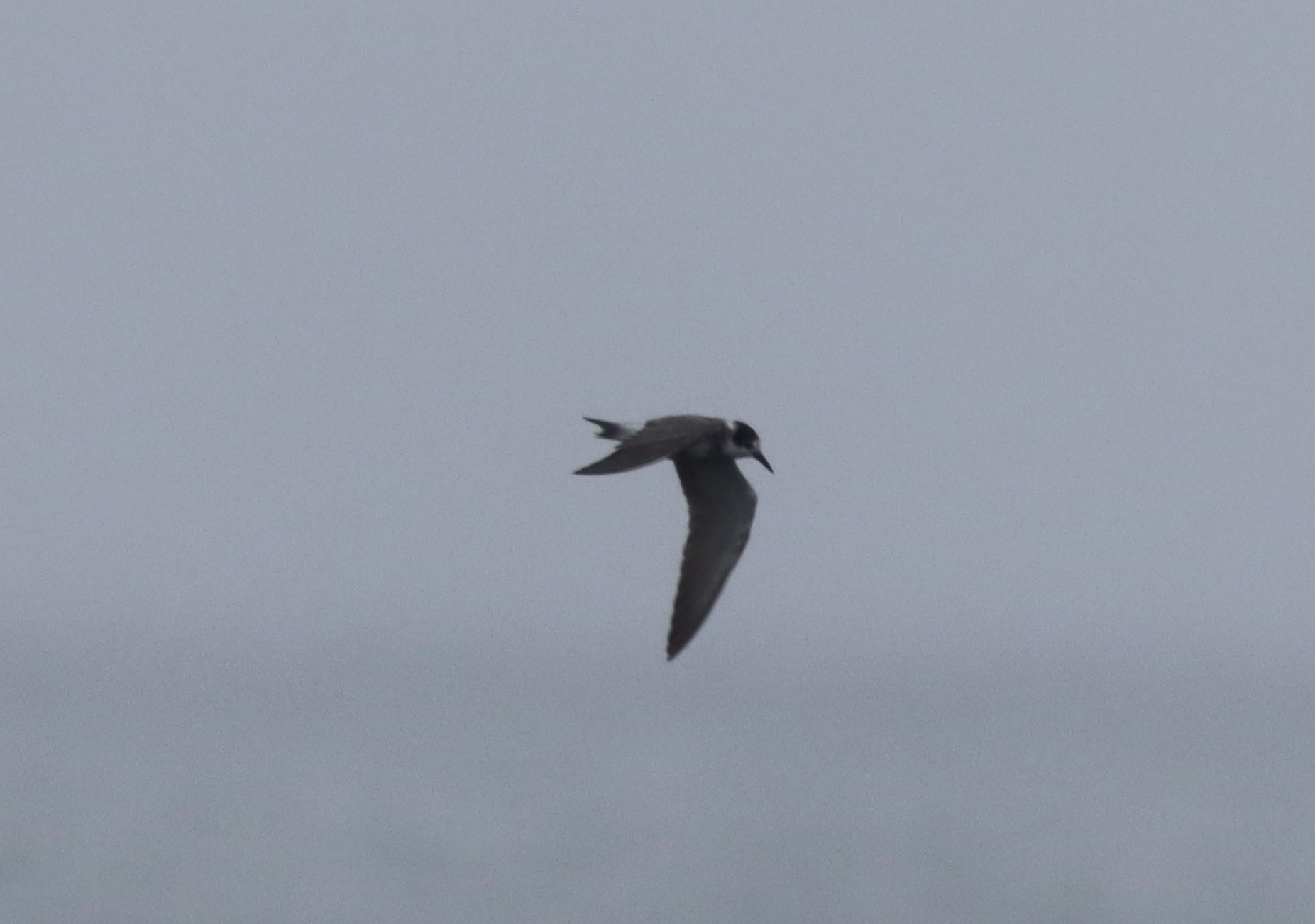 Black Tern - 02-08-2023