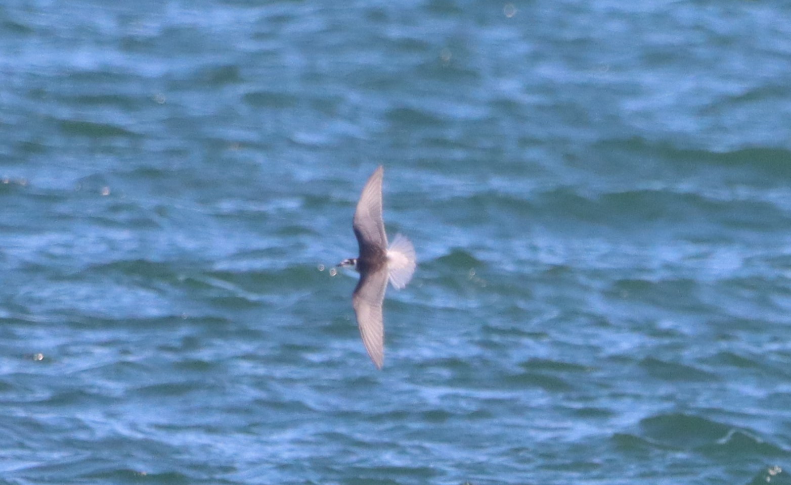 Black Tern - 02-09-2023