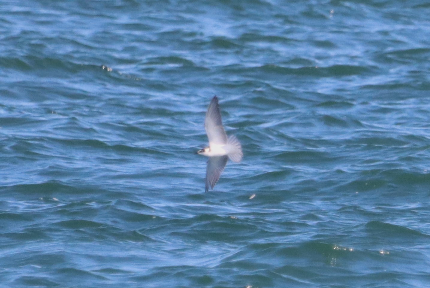 Black Tern - 02-09-2023