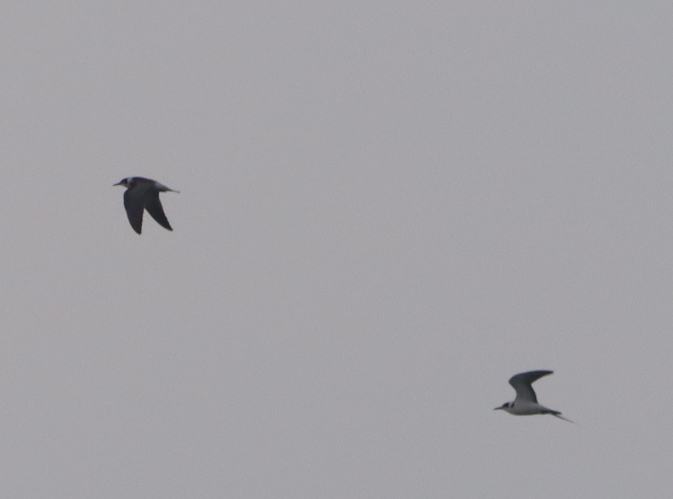 Black Tern - 15-08-2022