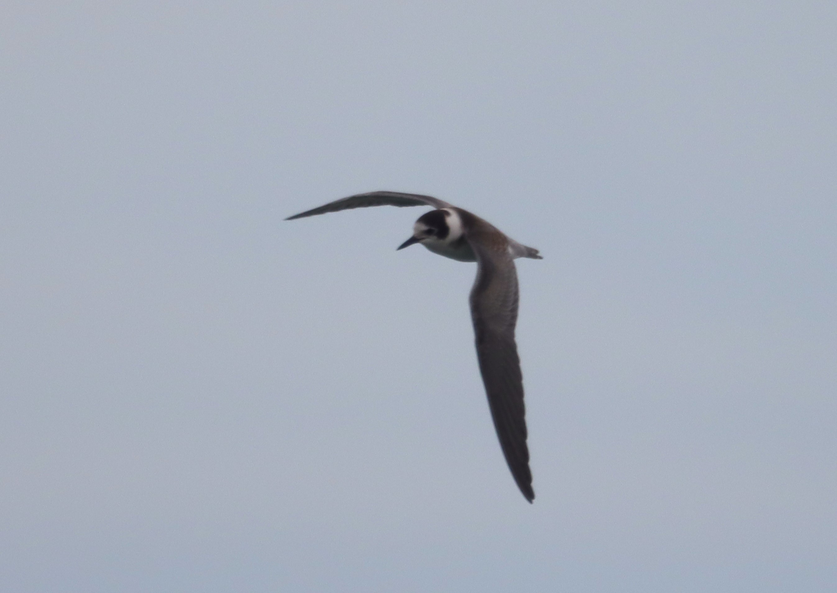 Black Tern - 11-10-2023