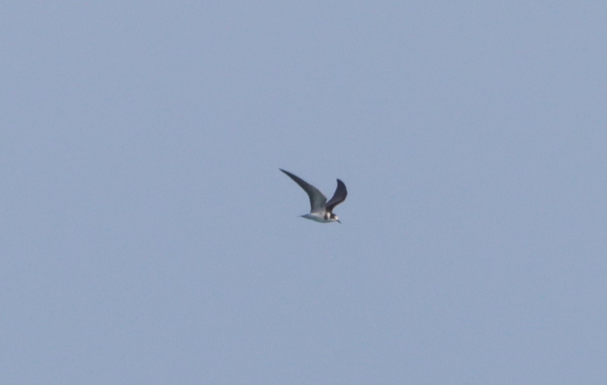 Black Tern - 02-09-2022