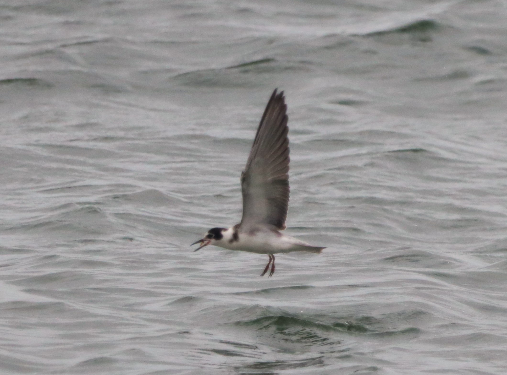 Black Tern - 11-10-2023