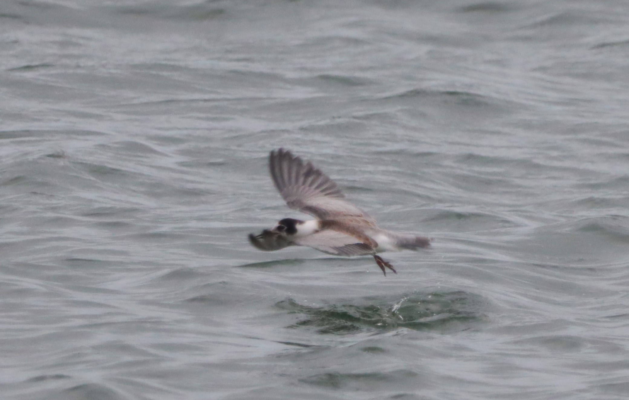 Black Tern - 11-10-2023