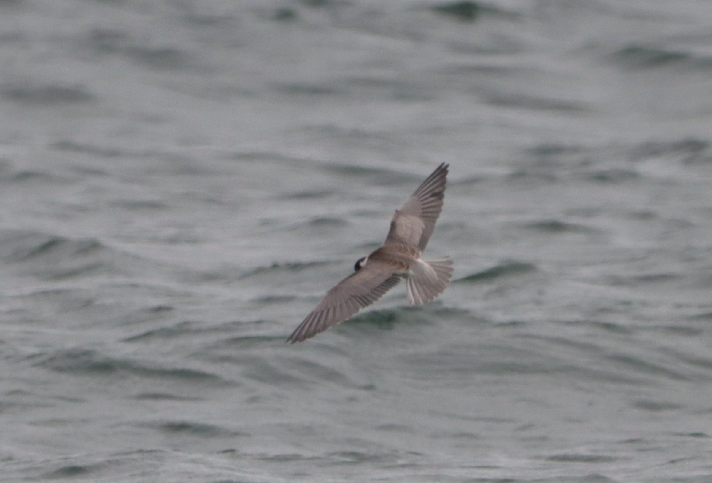 Black Tern - 11-10-2023