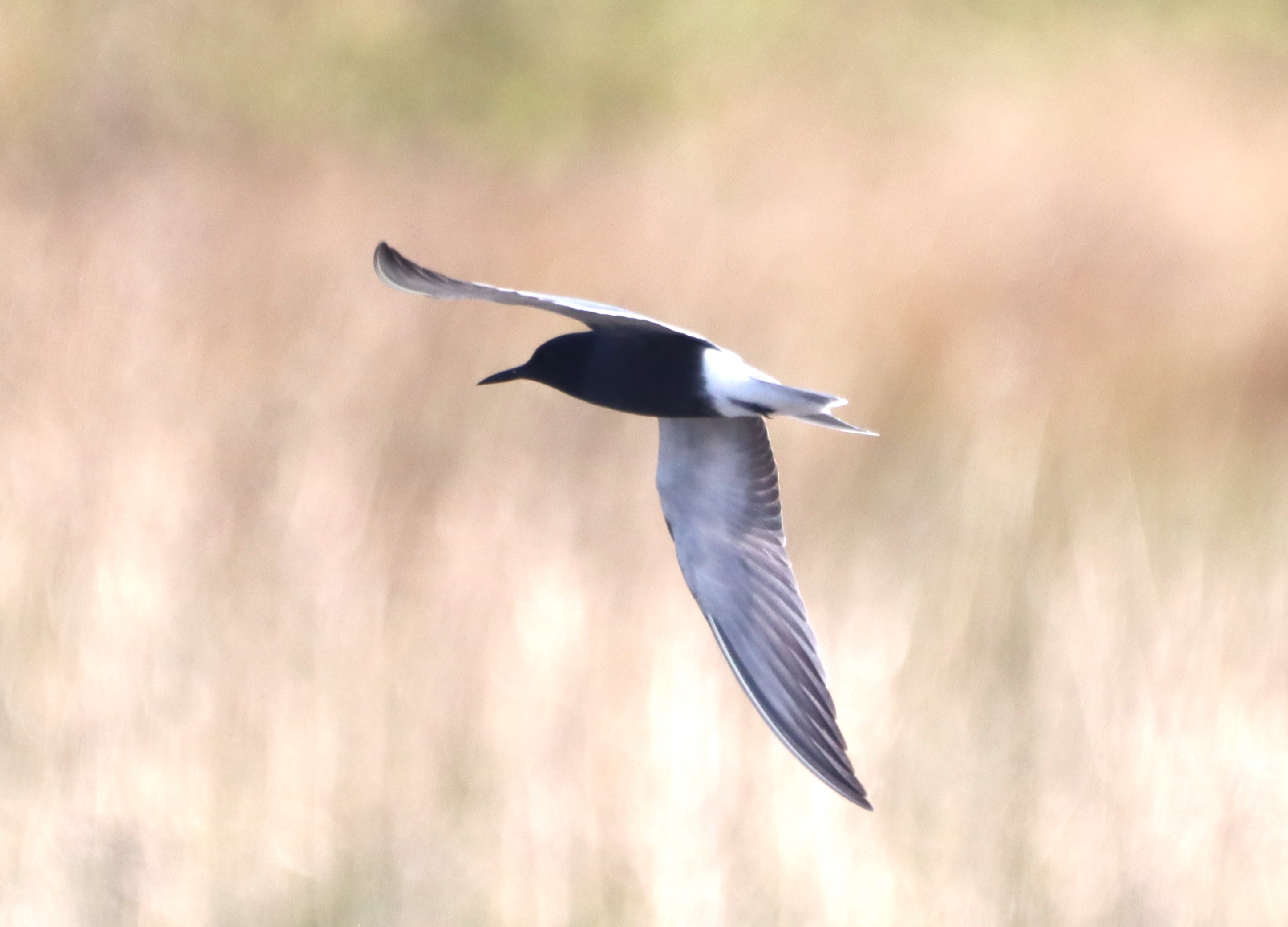 Black Tern - 04-05-2023