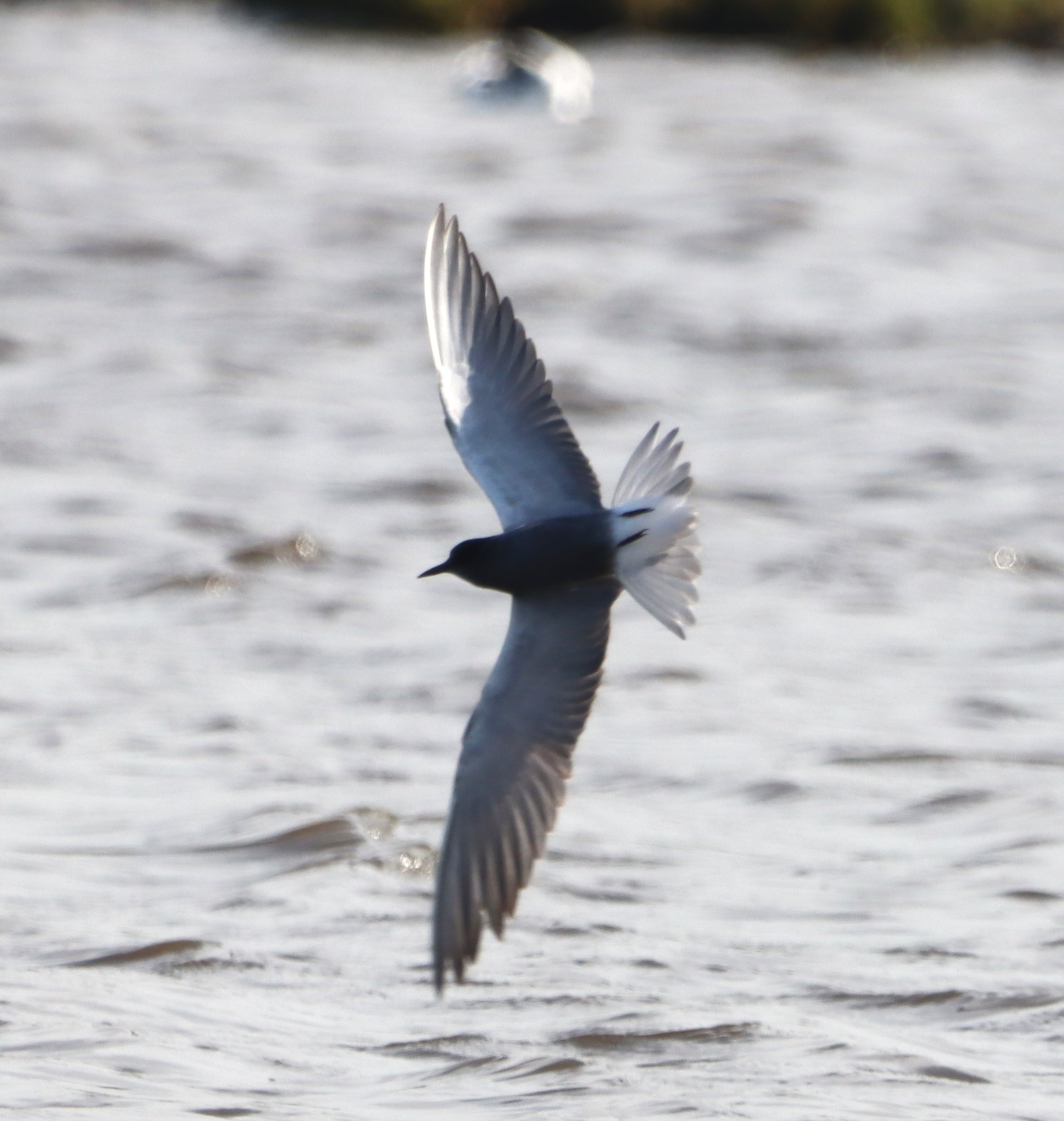 Black Tern - 04-05-2023