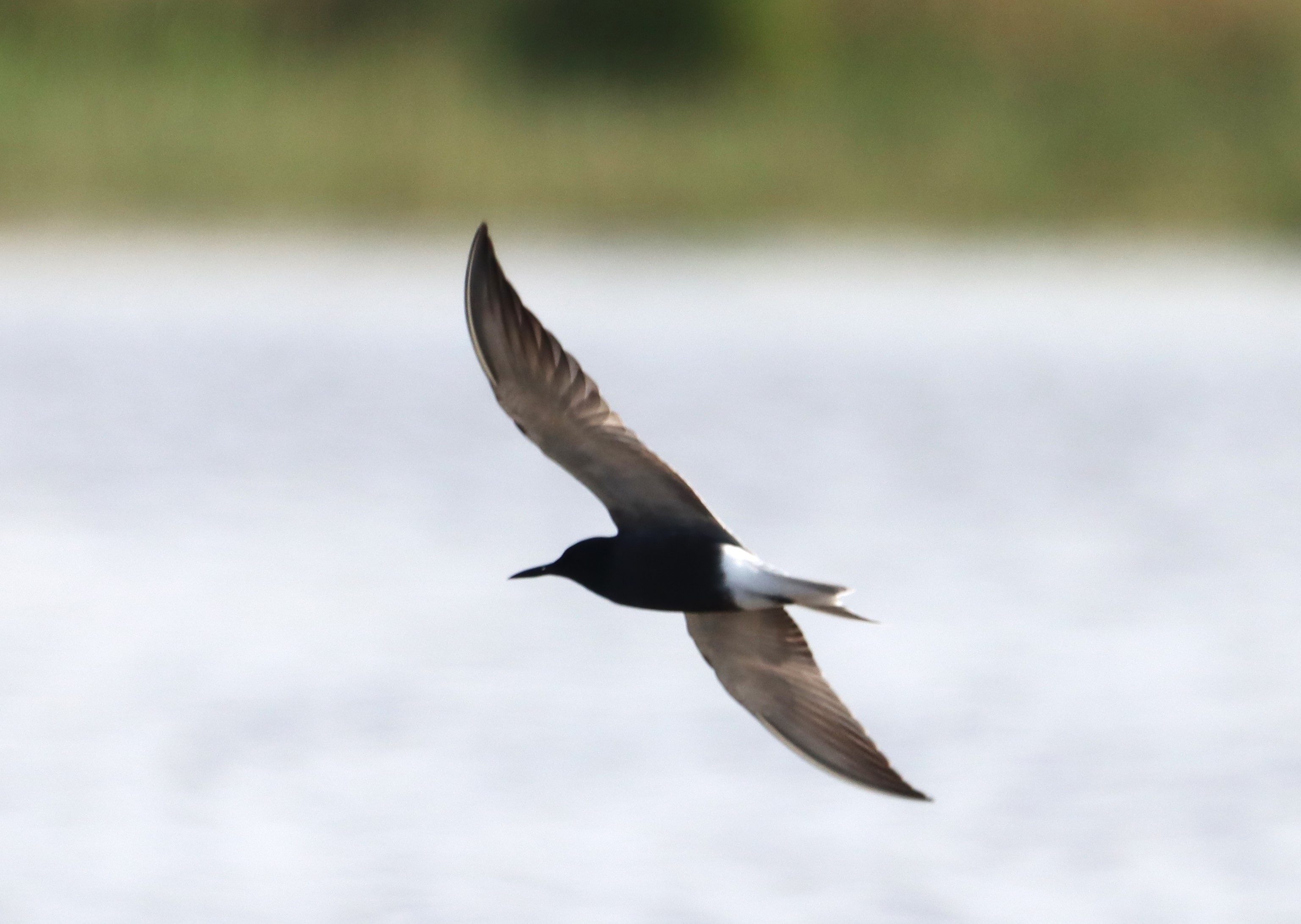 Black Tern - 04-05-2023