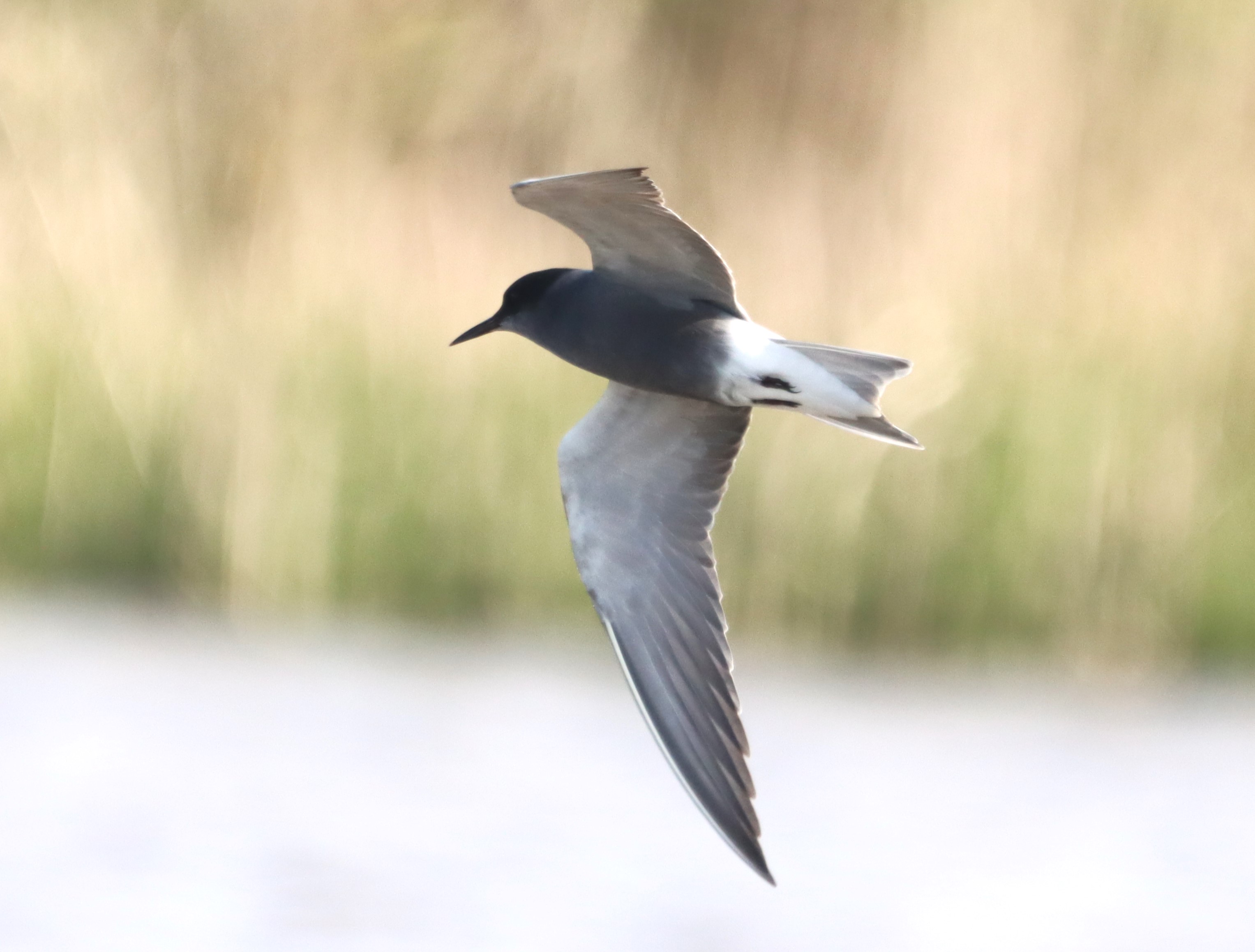 Black Tern - 04-05-2023