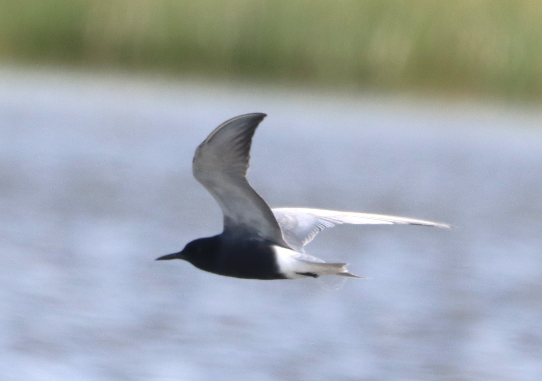 Black Tern - 04-05-2023