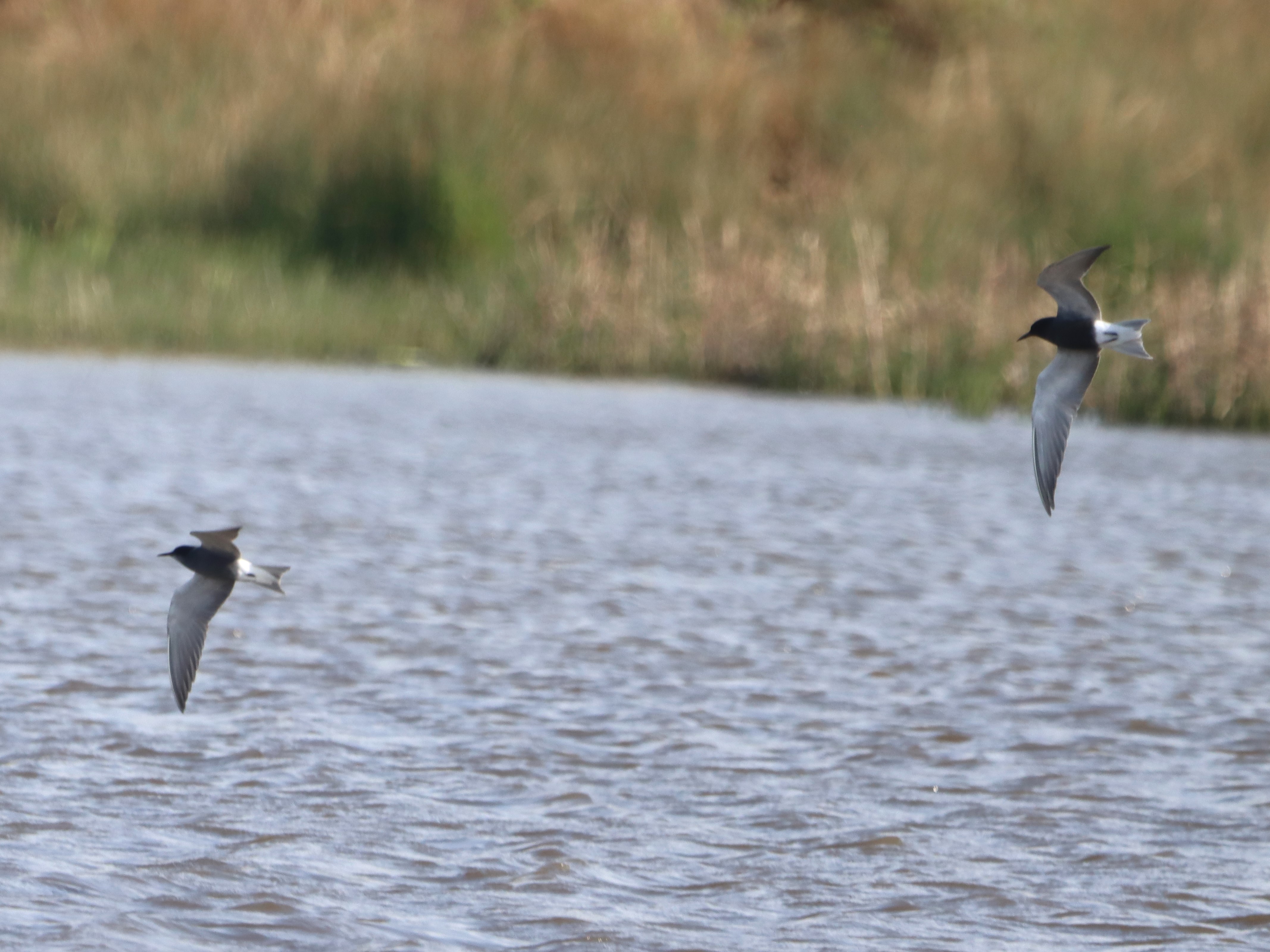 Black Tern - 04-05-2023