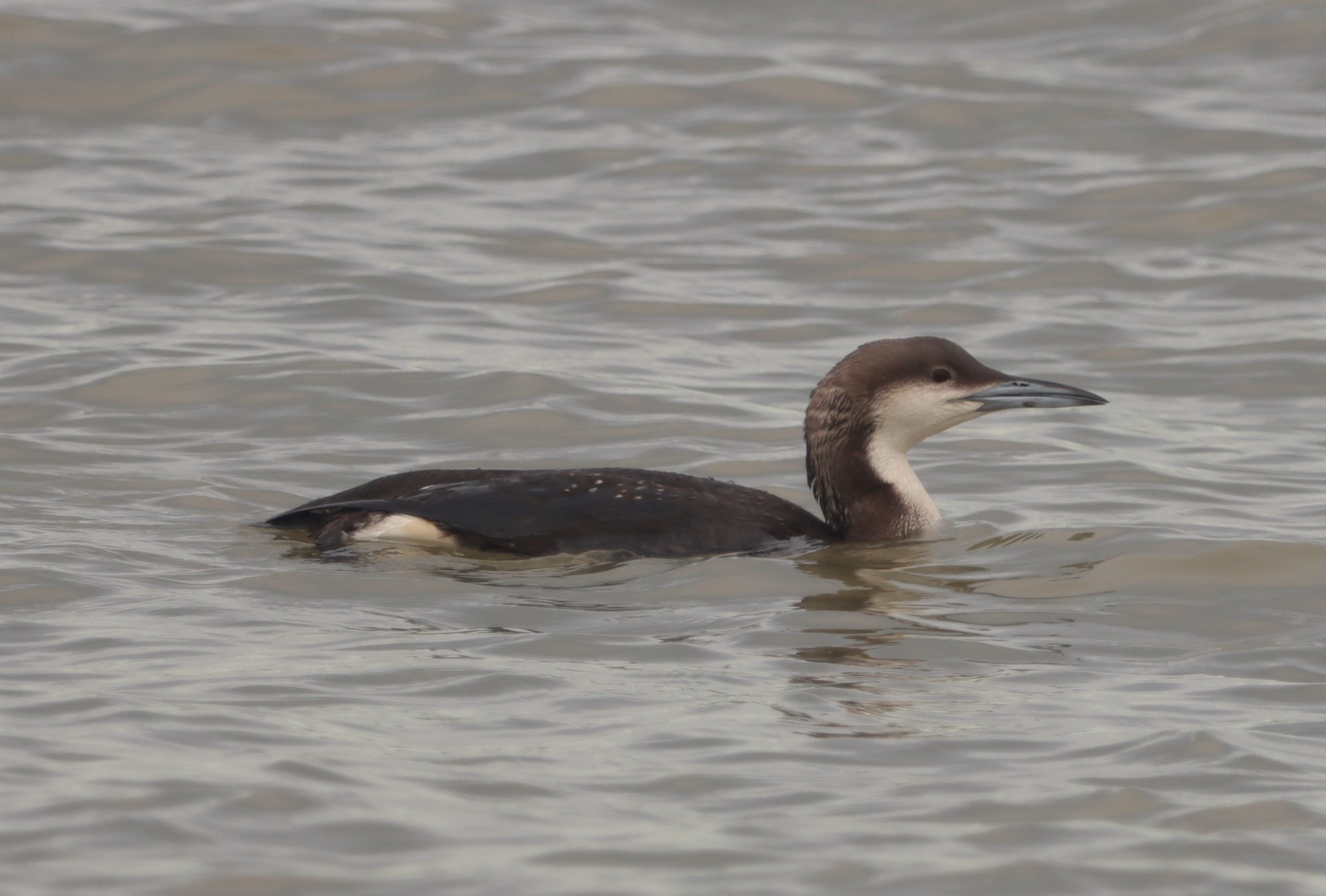 Black-throated Diver - 12-11-2023