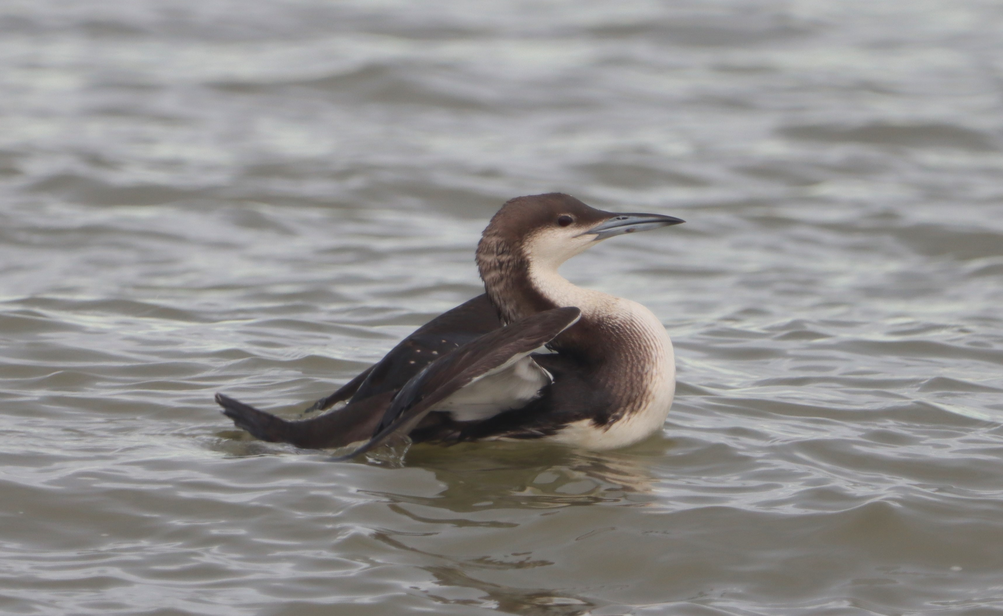 Black-throated Diver - 12-11-2023