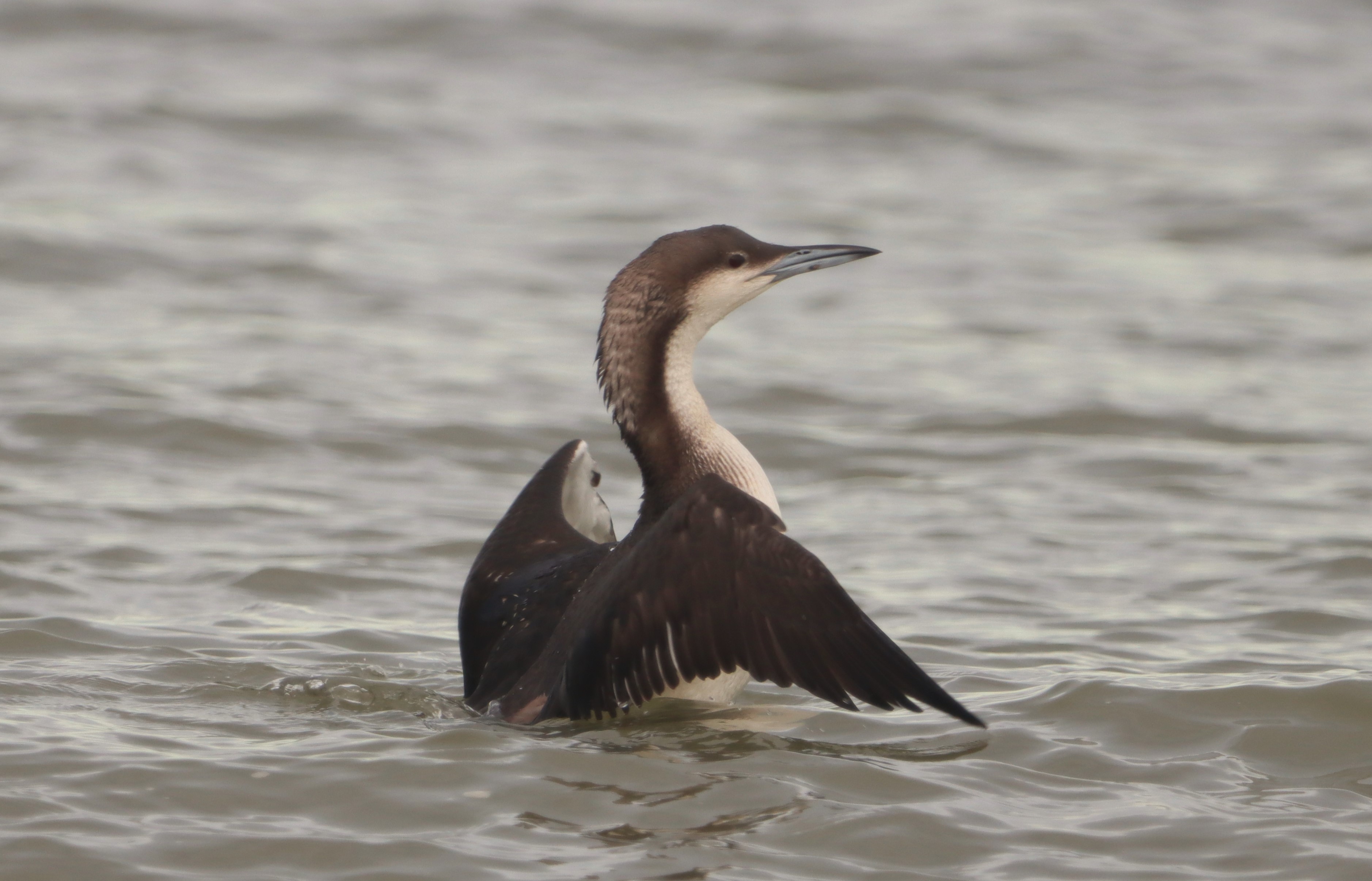 Black-throated Diver - 12-11-2023