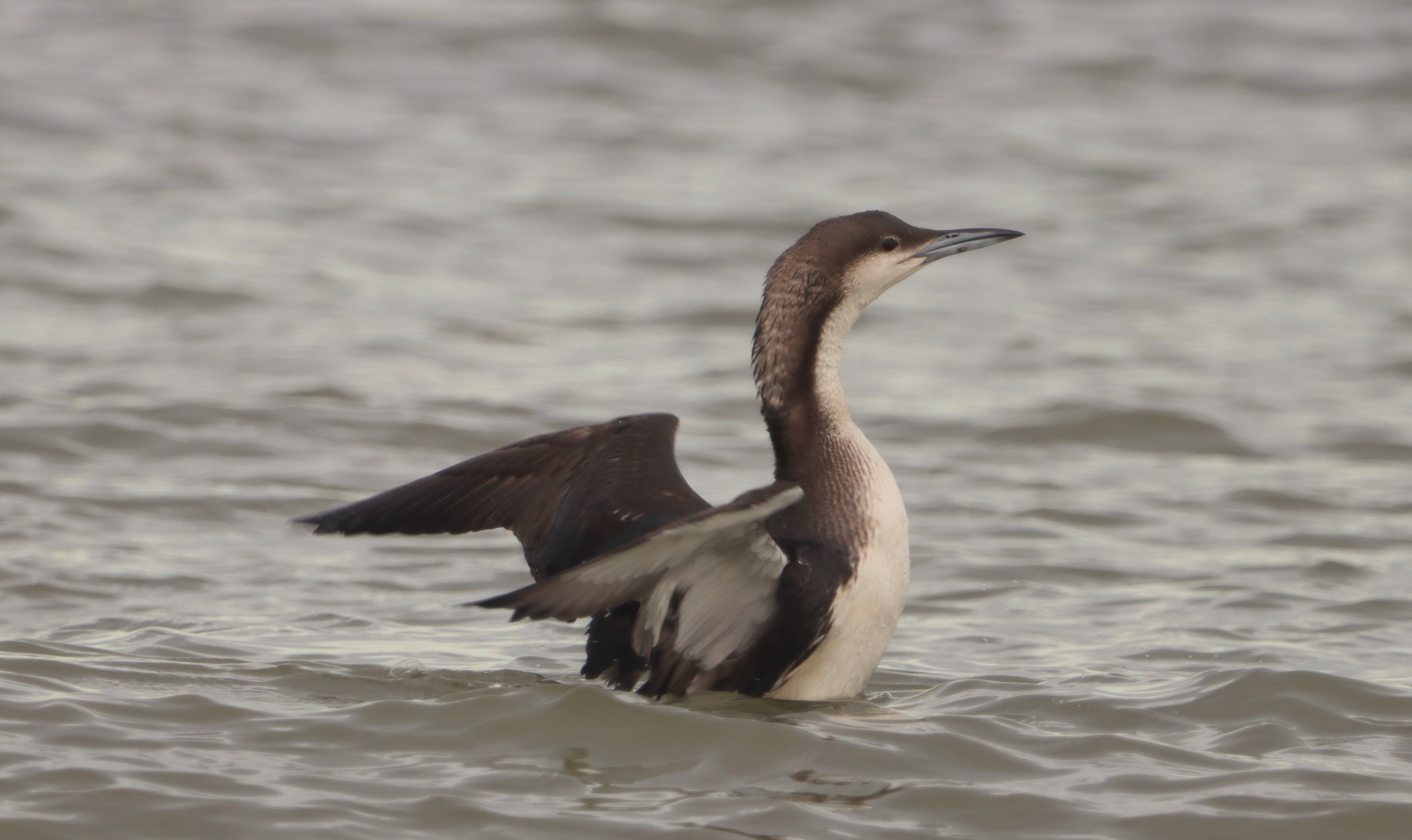 Black-throated Diver - 12-11-2023