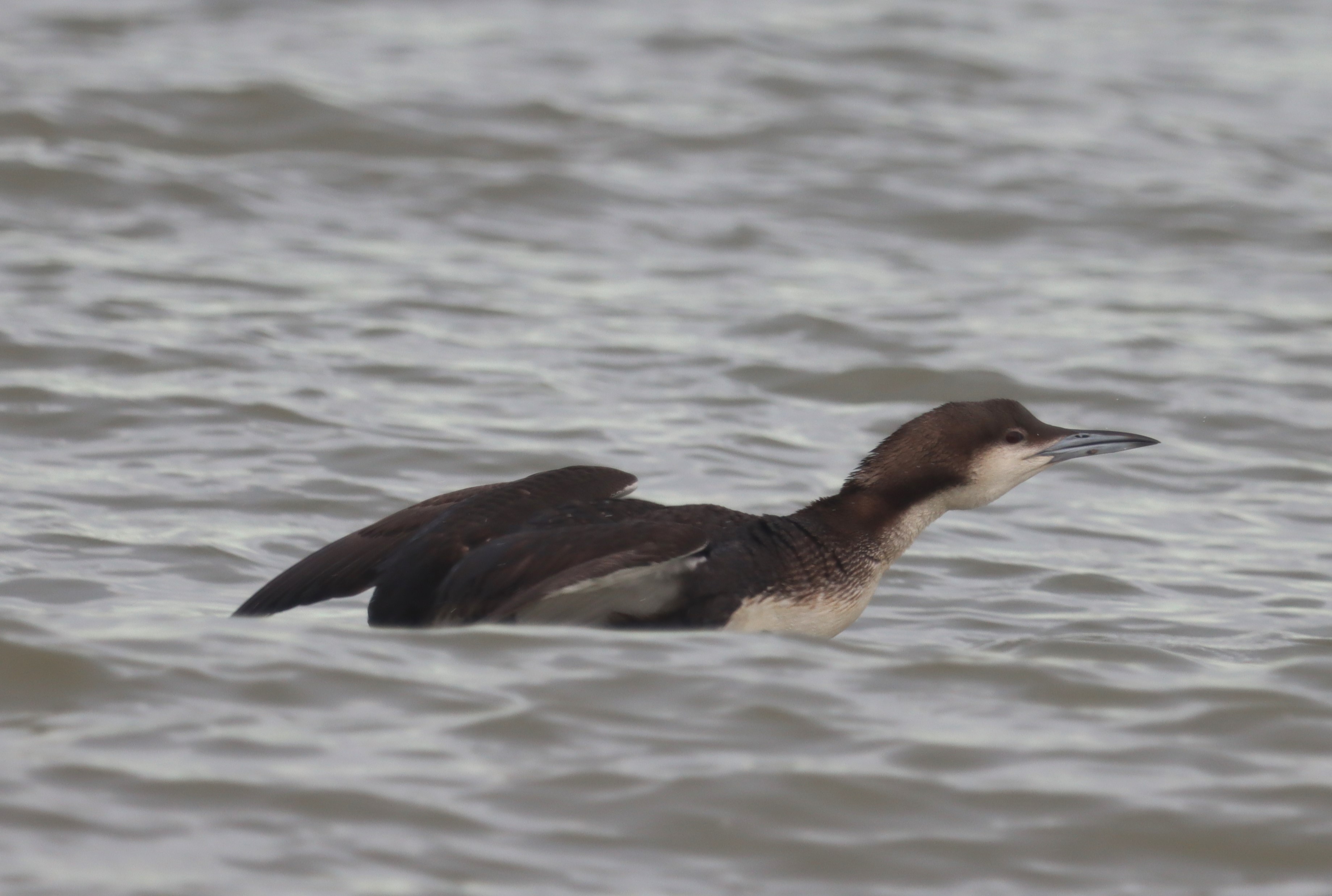 Black-throated Diver - 12-11-2023