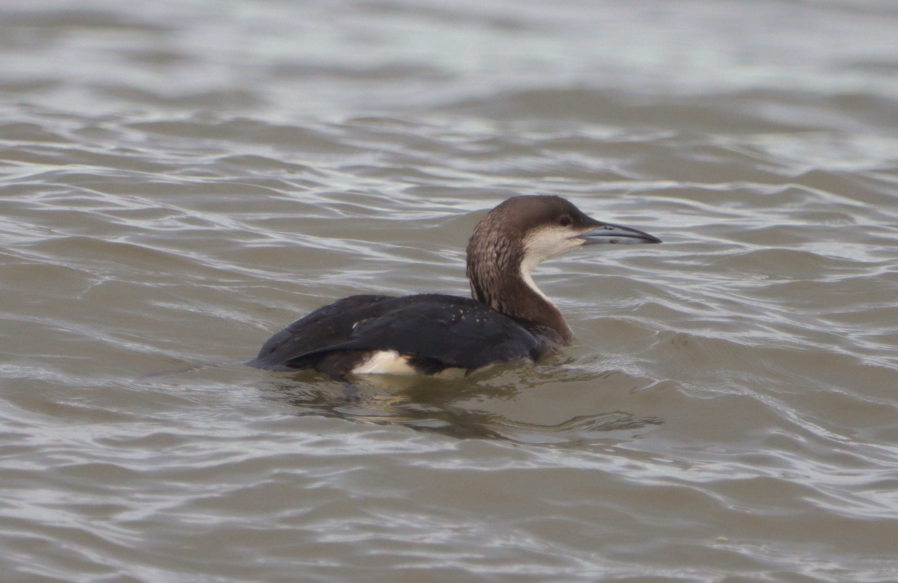 Black-throated Diver - 12-11-2023