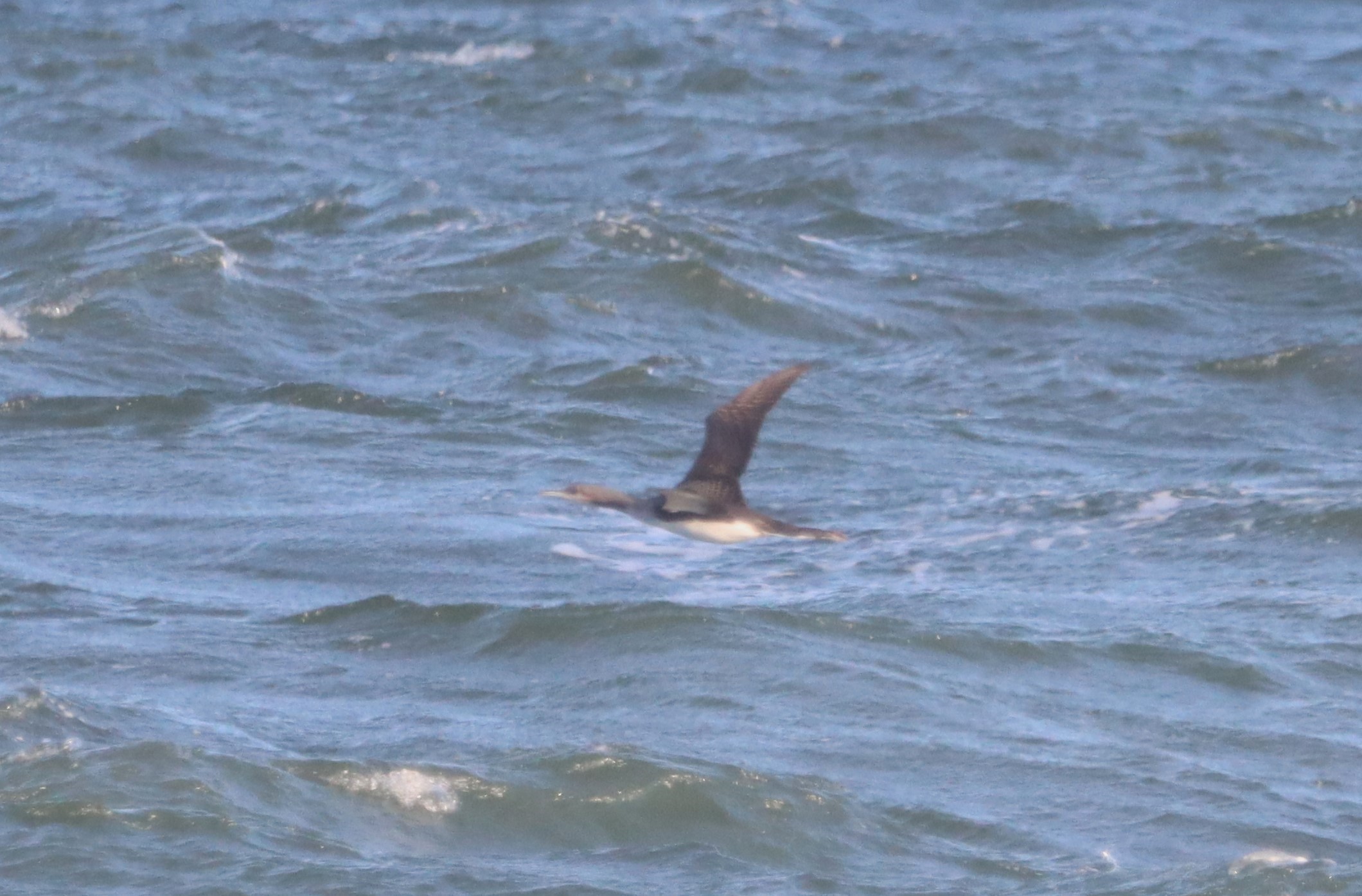 Black-throated Diver - 14-10-2023