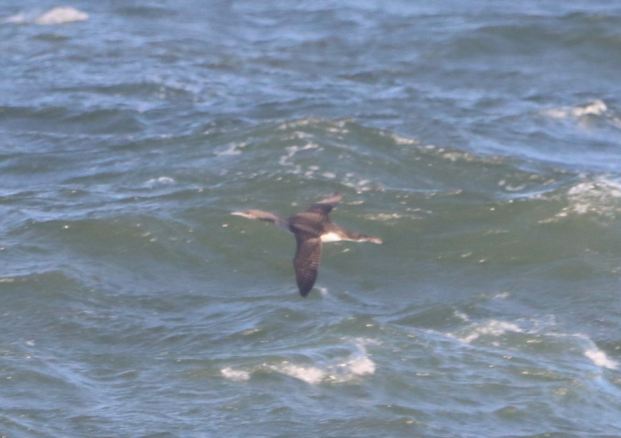 Black-throated Diver - 14-10-2023