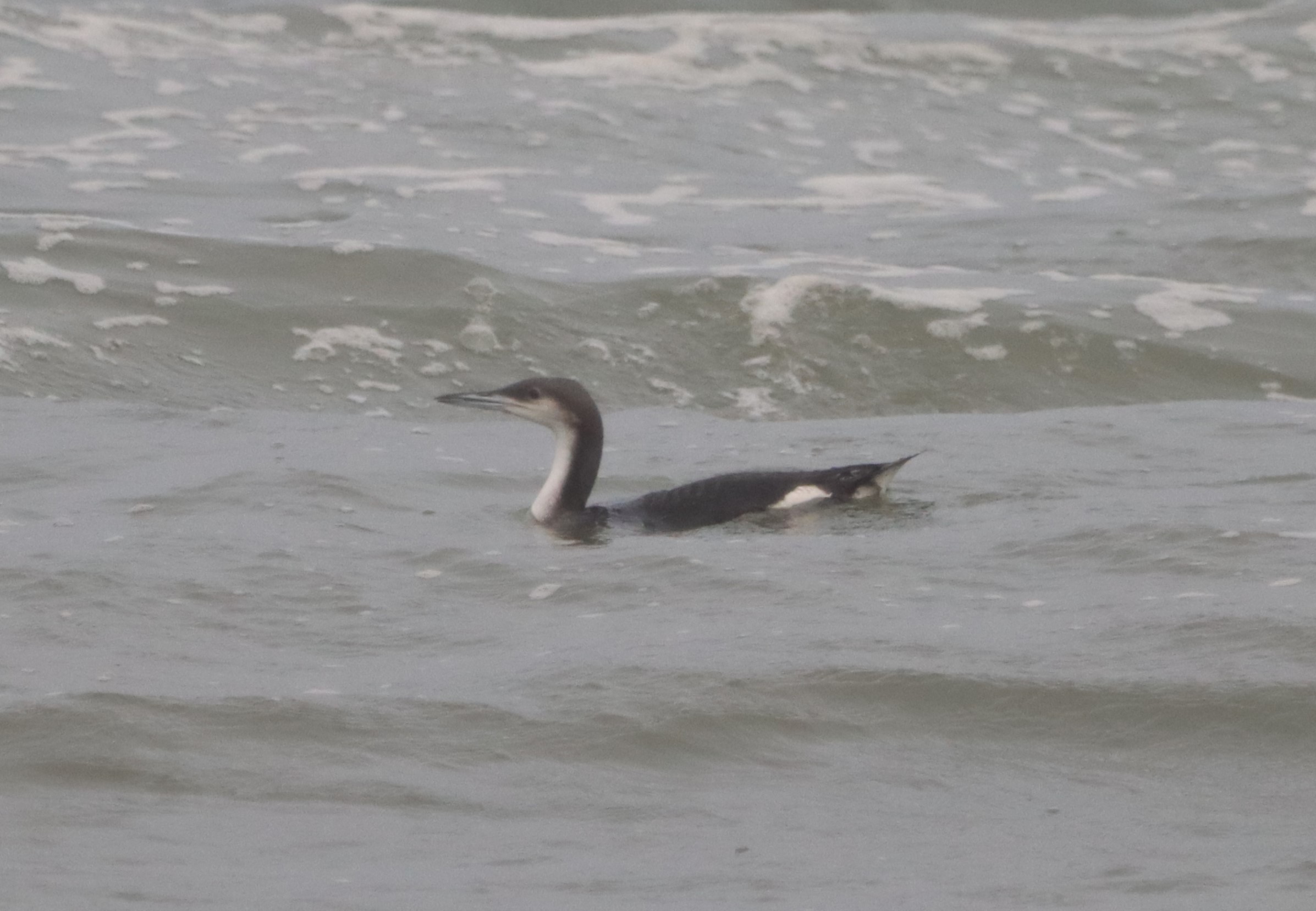 Black-throated Diver - 19-10-2023