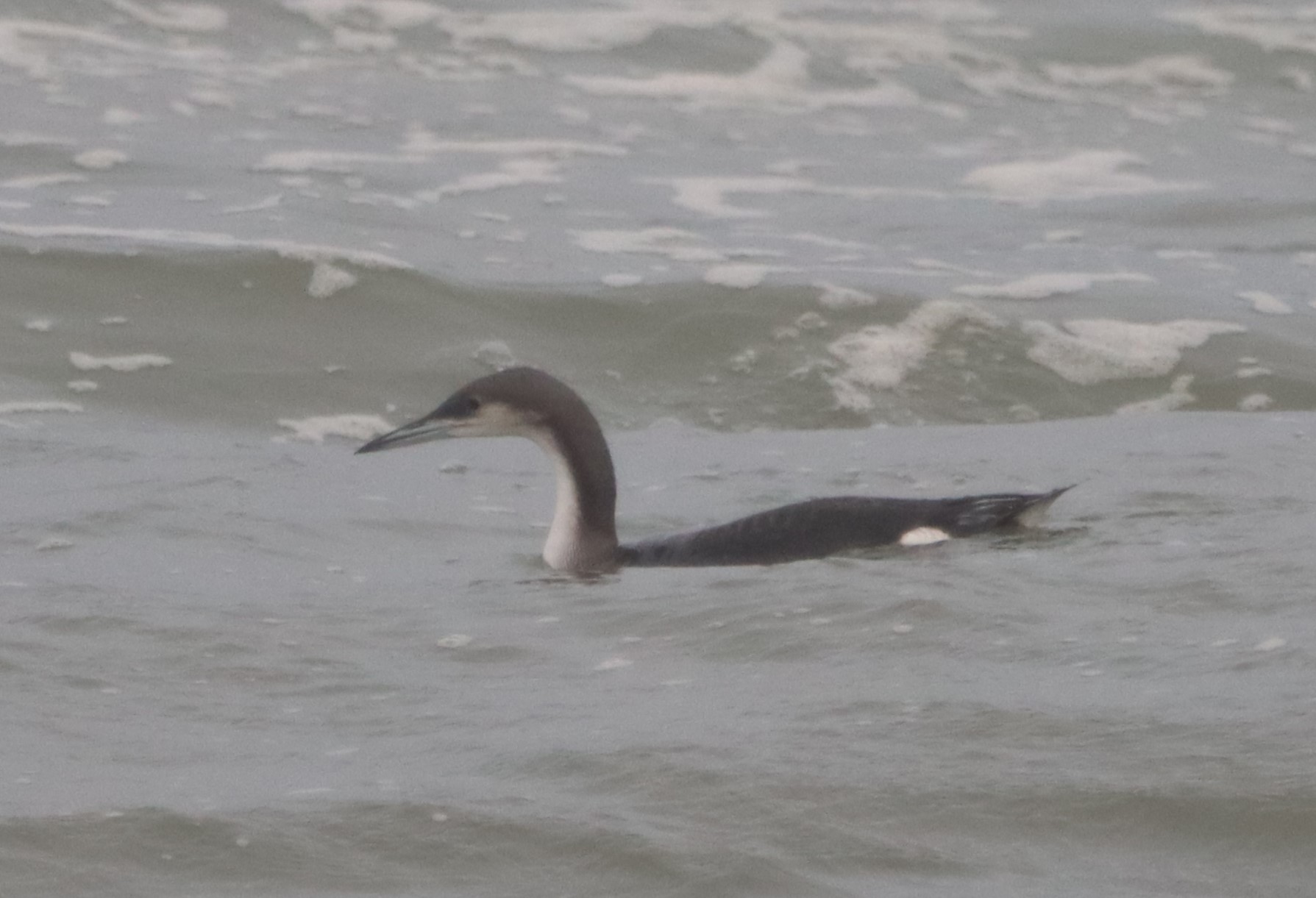 Black-throated Diver - 19-10-2023