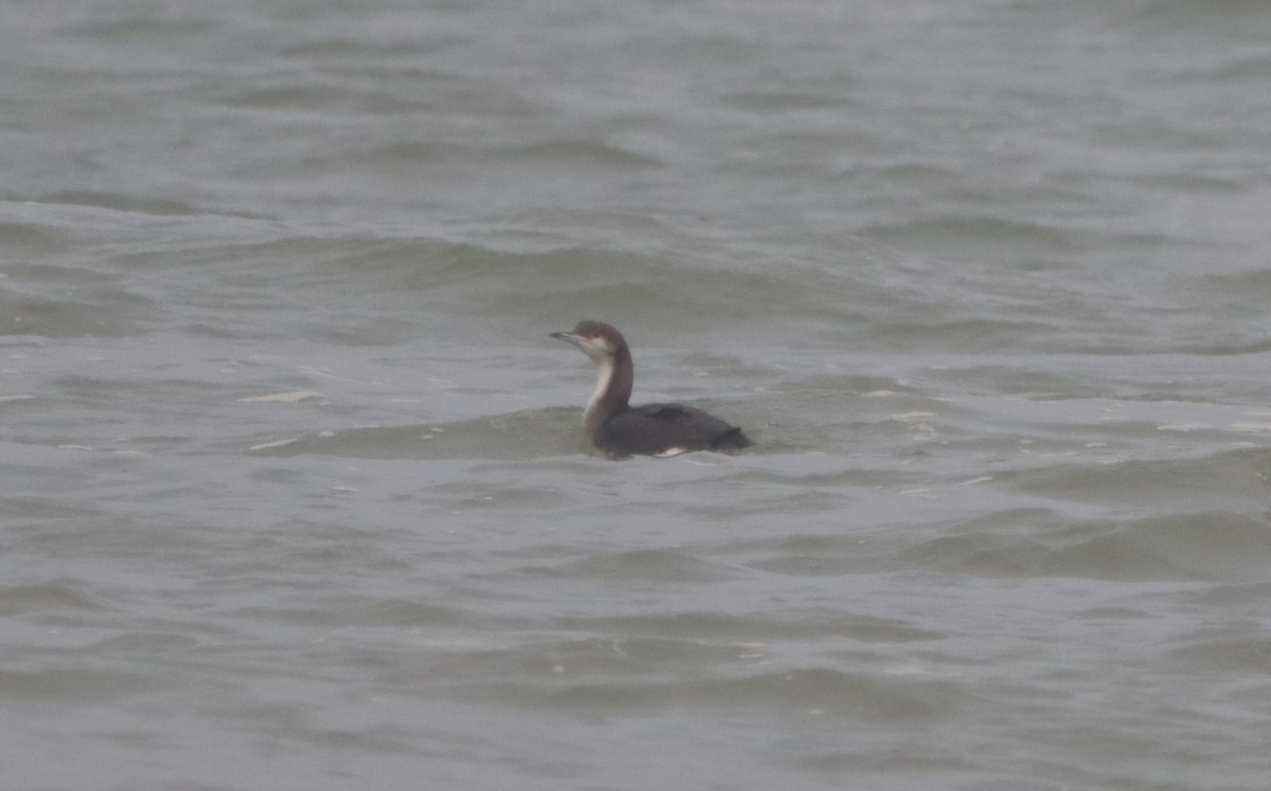 Black-throated Diver - 19-10-2023