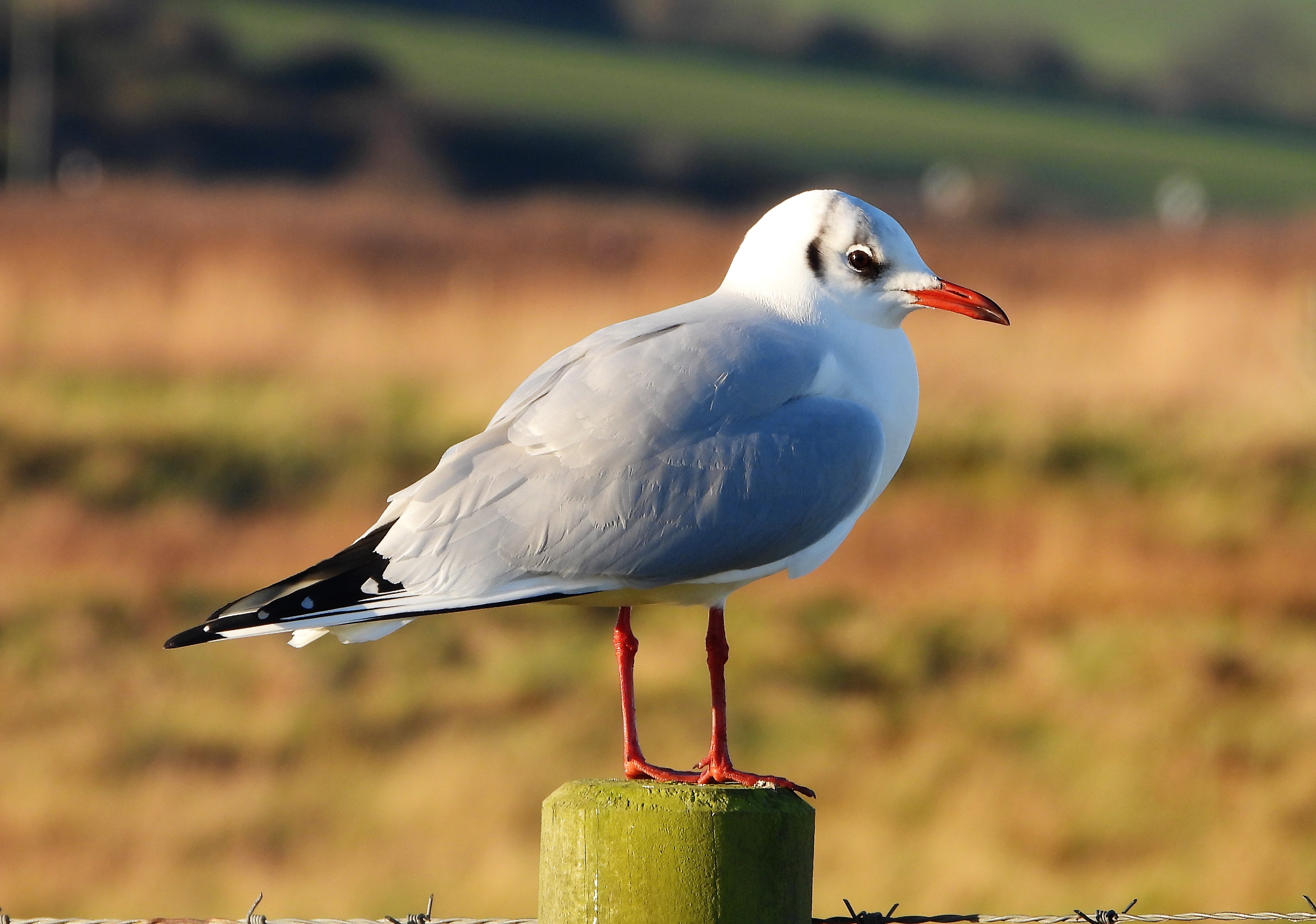 Black-headed Gull - 16-12-2021