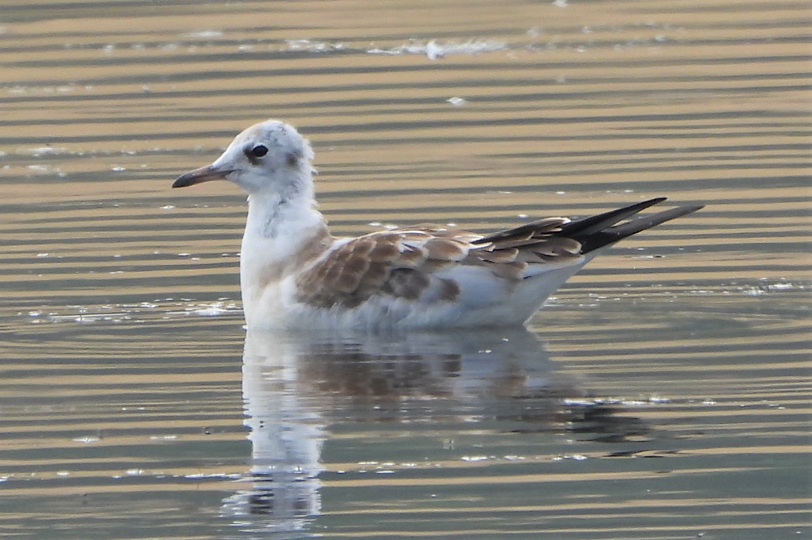 Black-headed Gull - 12-07-2021