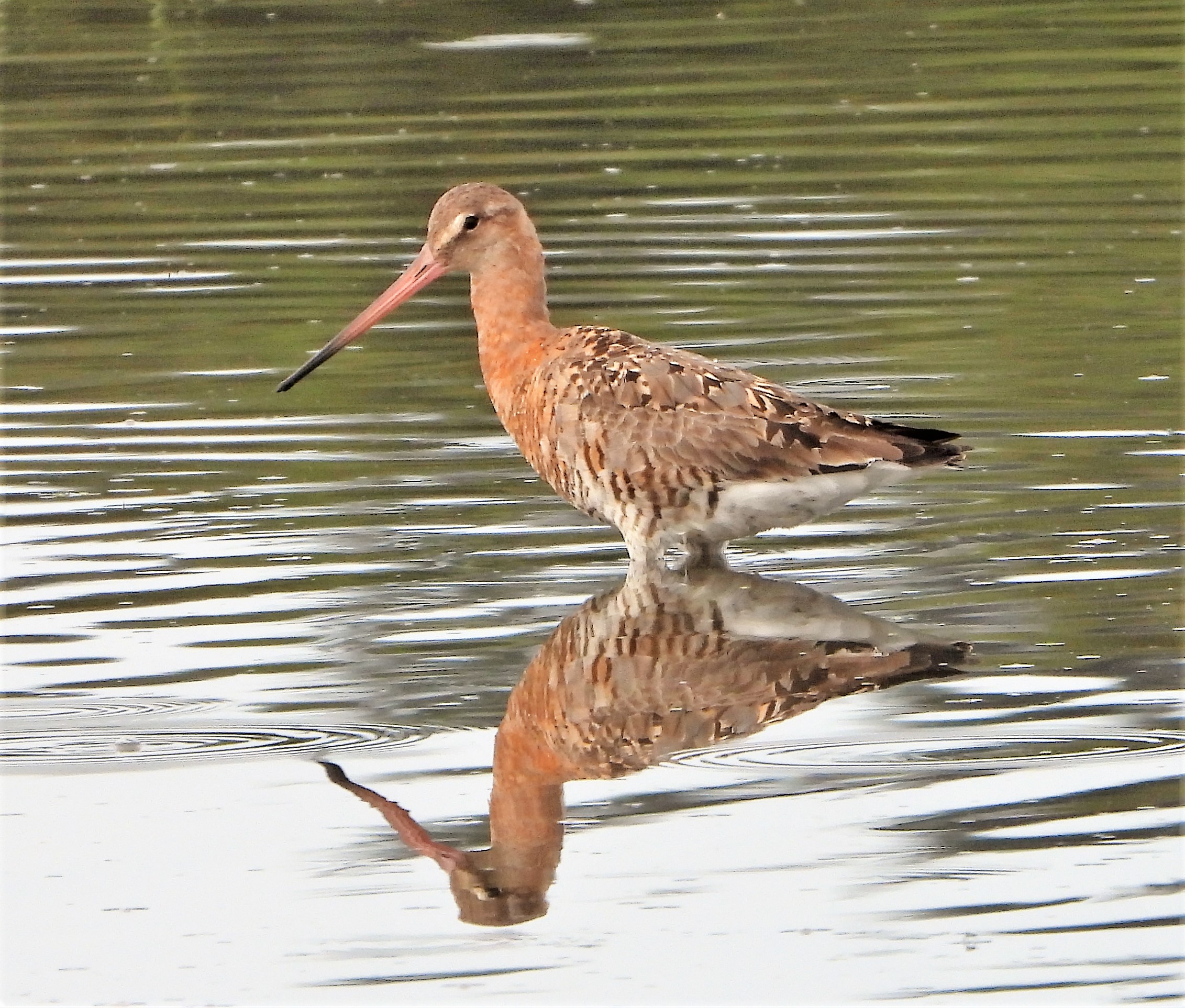 Black-tailed Godwit - 11-08-2021