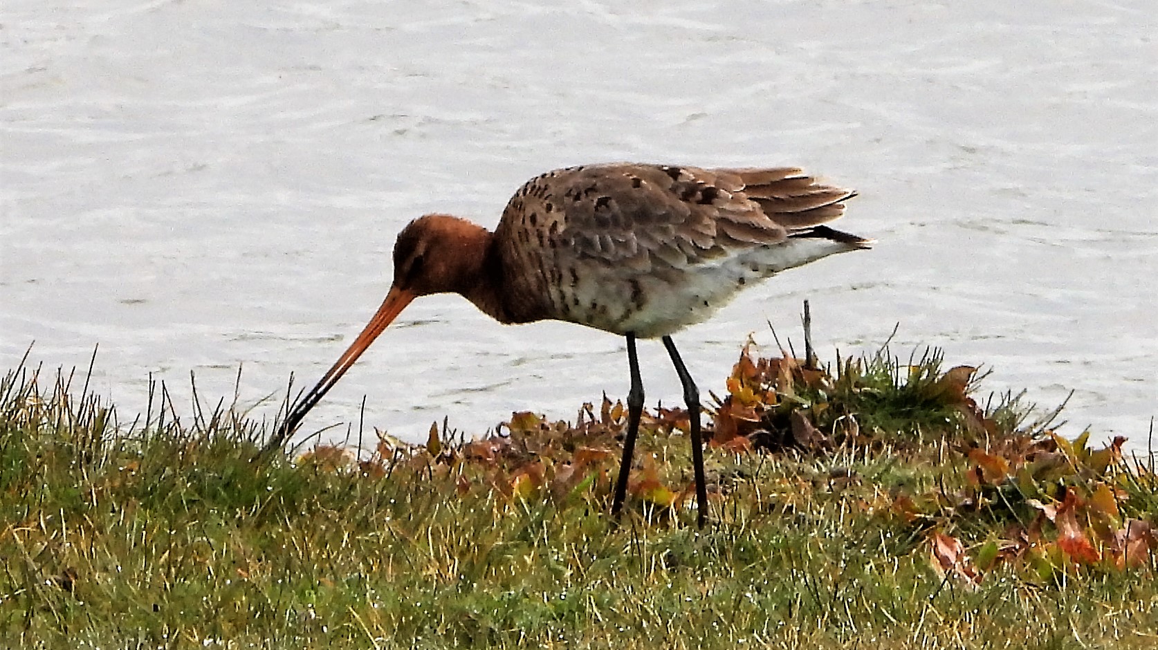 Black-tailed Godwit - 30-04-2021