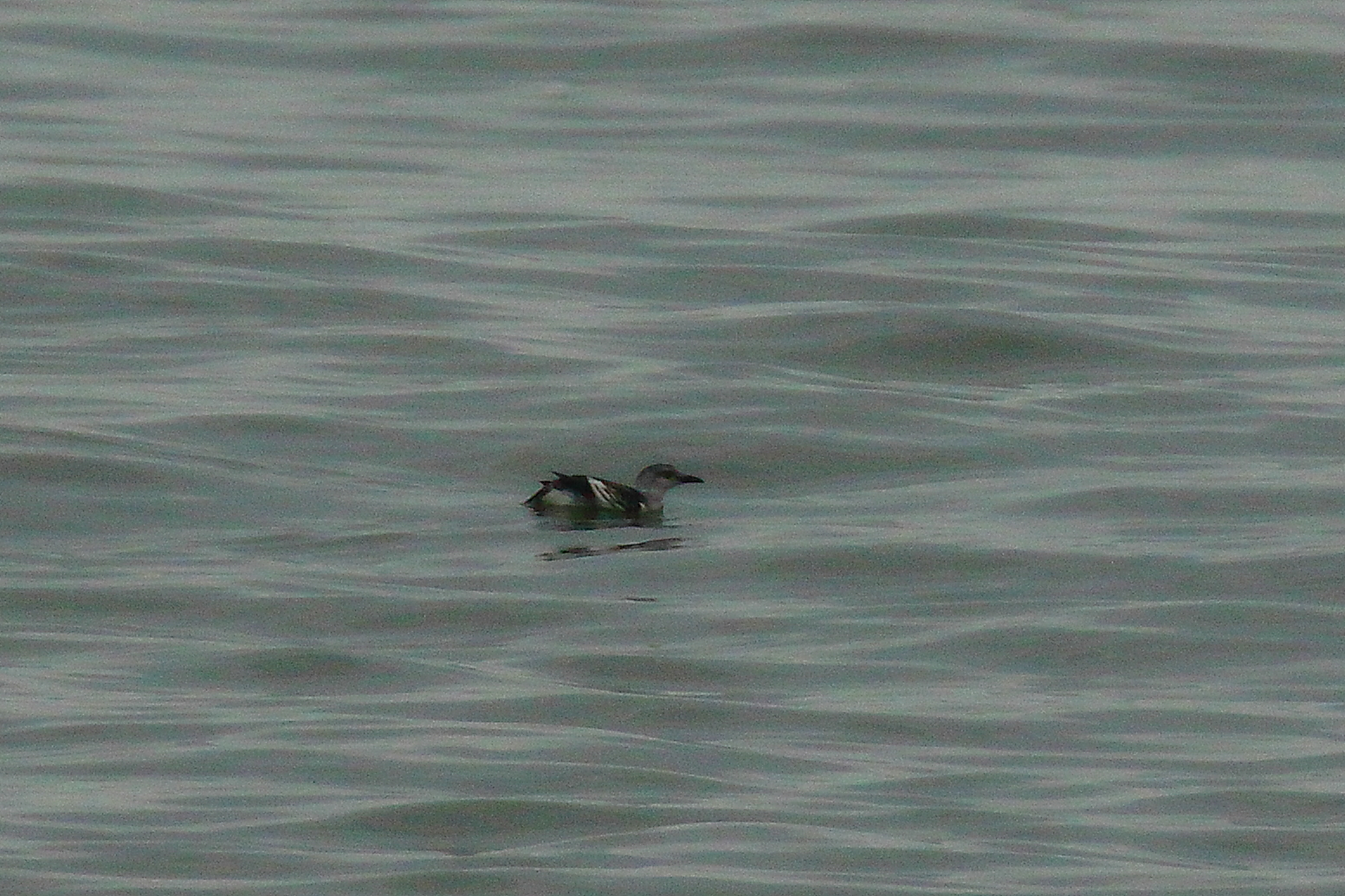 Black Guillemot - 15-11-2021