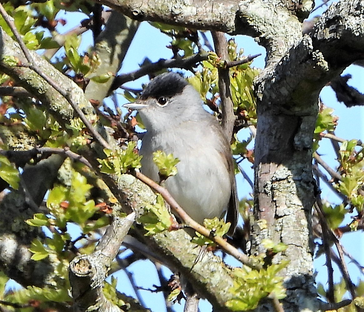 Blackcap - 23-04-2021