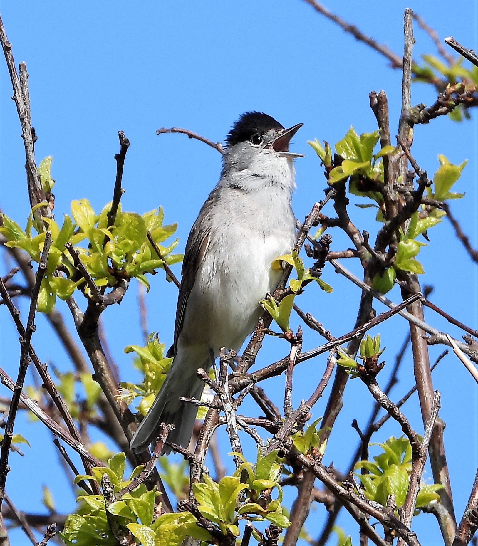 Blackcap - 07-05-2021