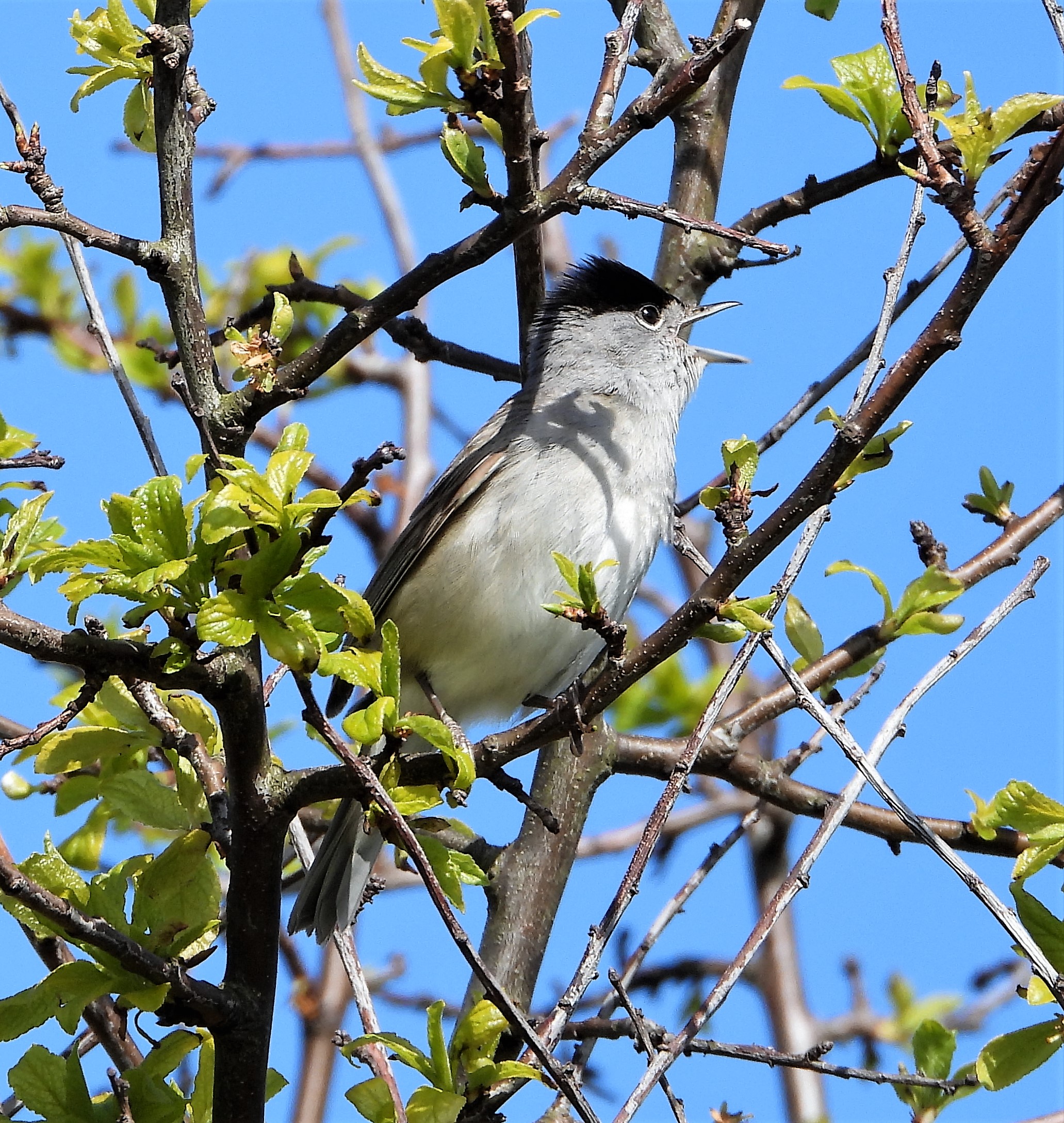 Blackcap - 07-05-2021