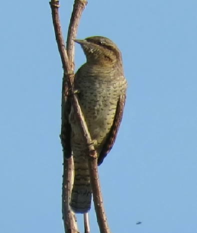 Wryneck - 10-09-2023