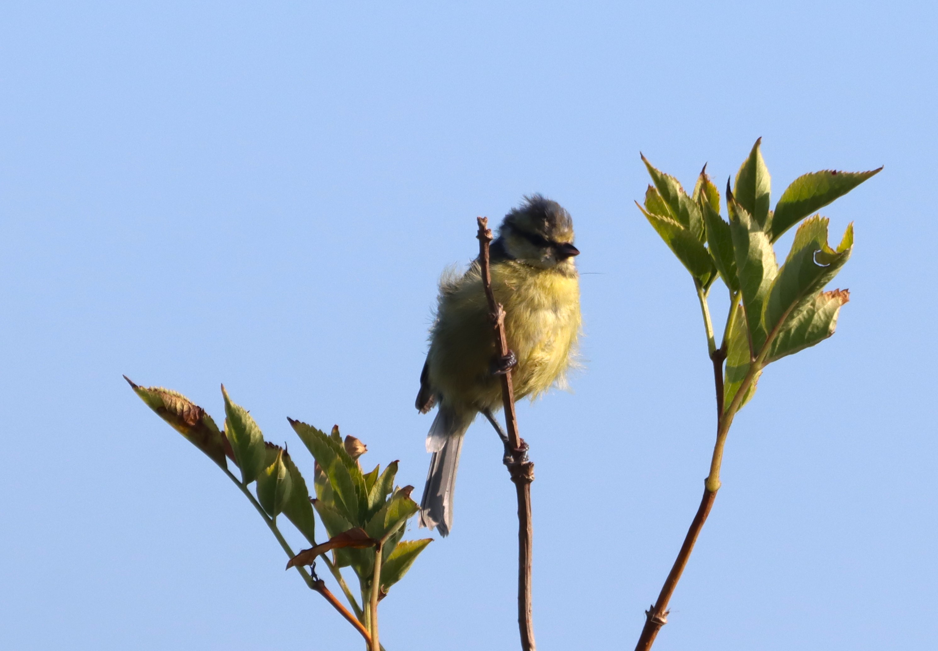 Blue Tit - 15-08-2025