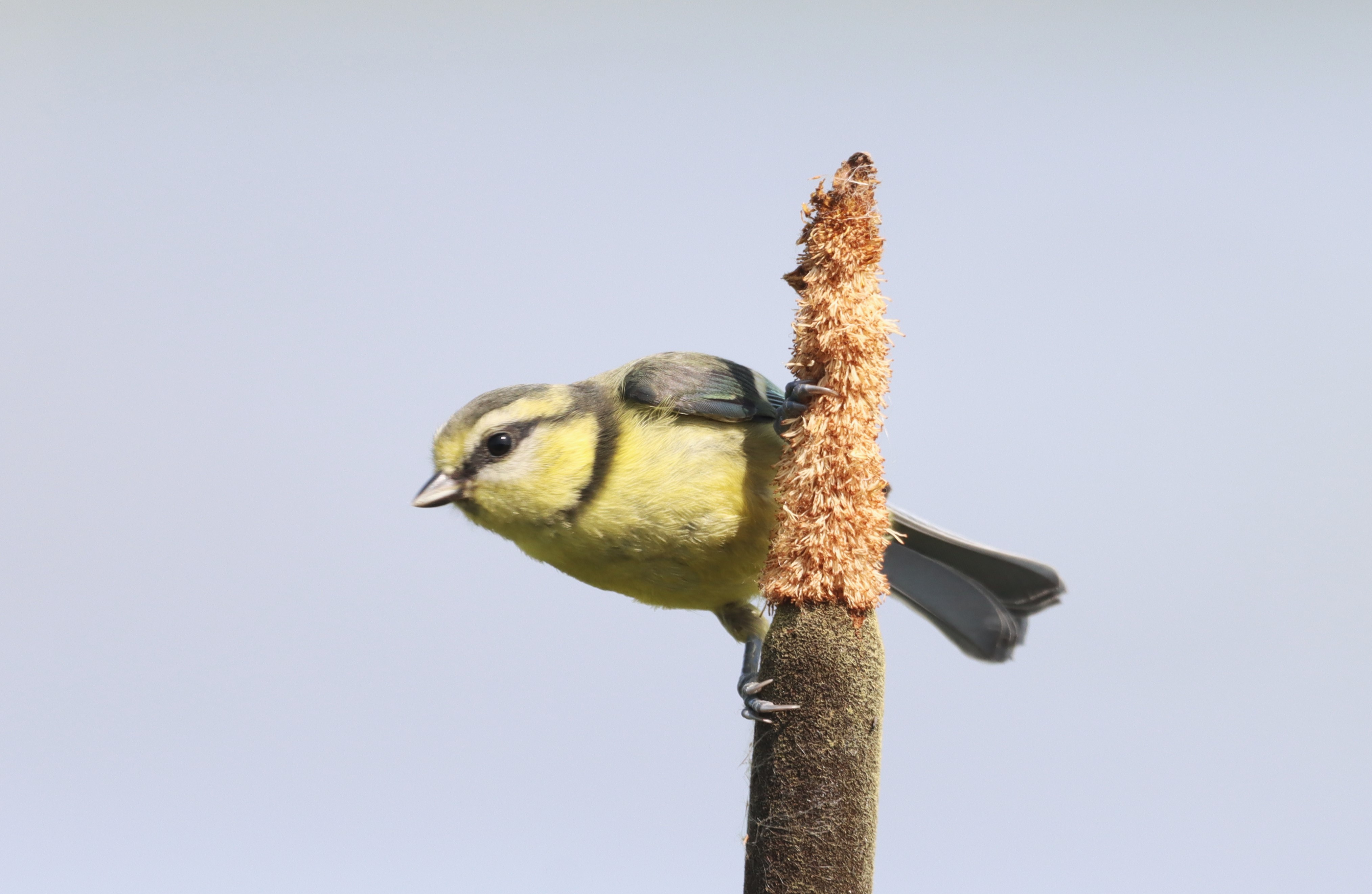 Blue Tit - 27-06-2026