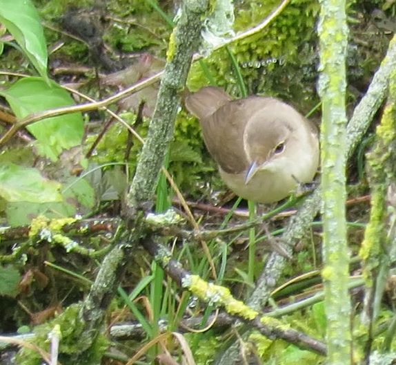 Blyth's Reed-Warbler - 26-05-2024